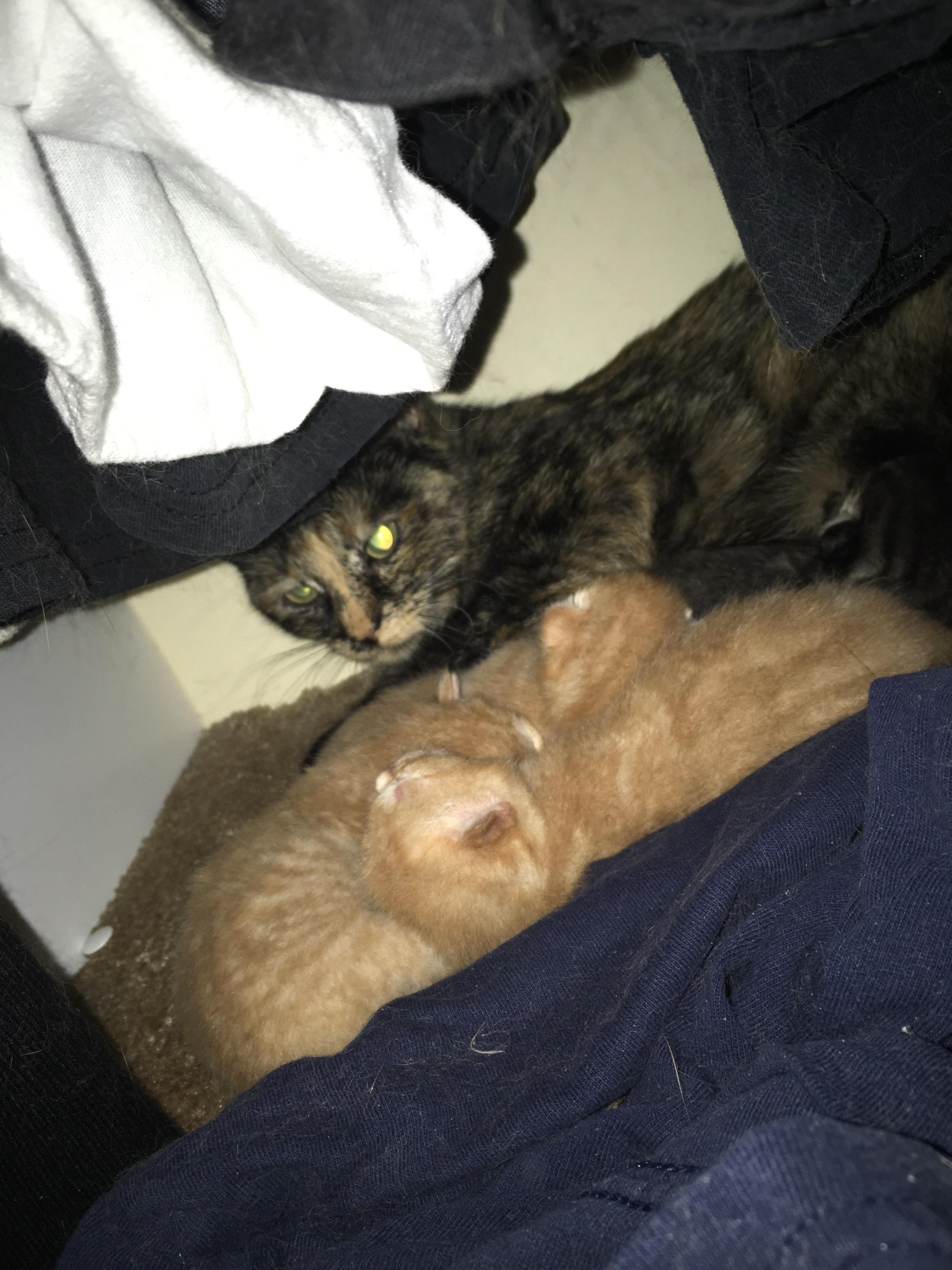 My cat protecting her kittens aww