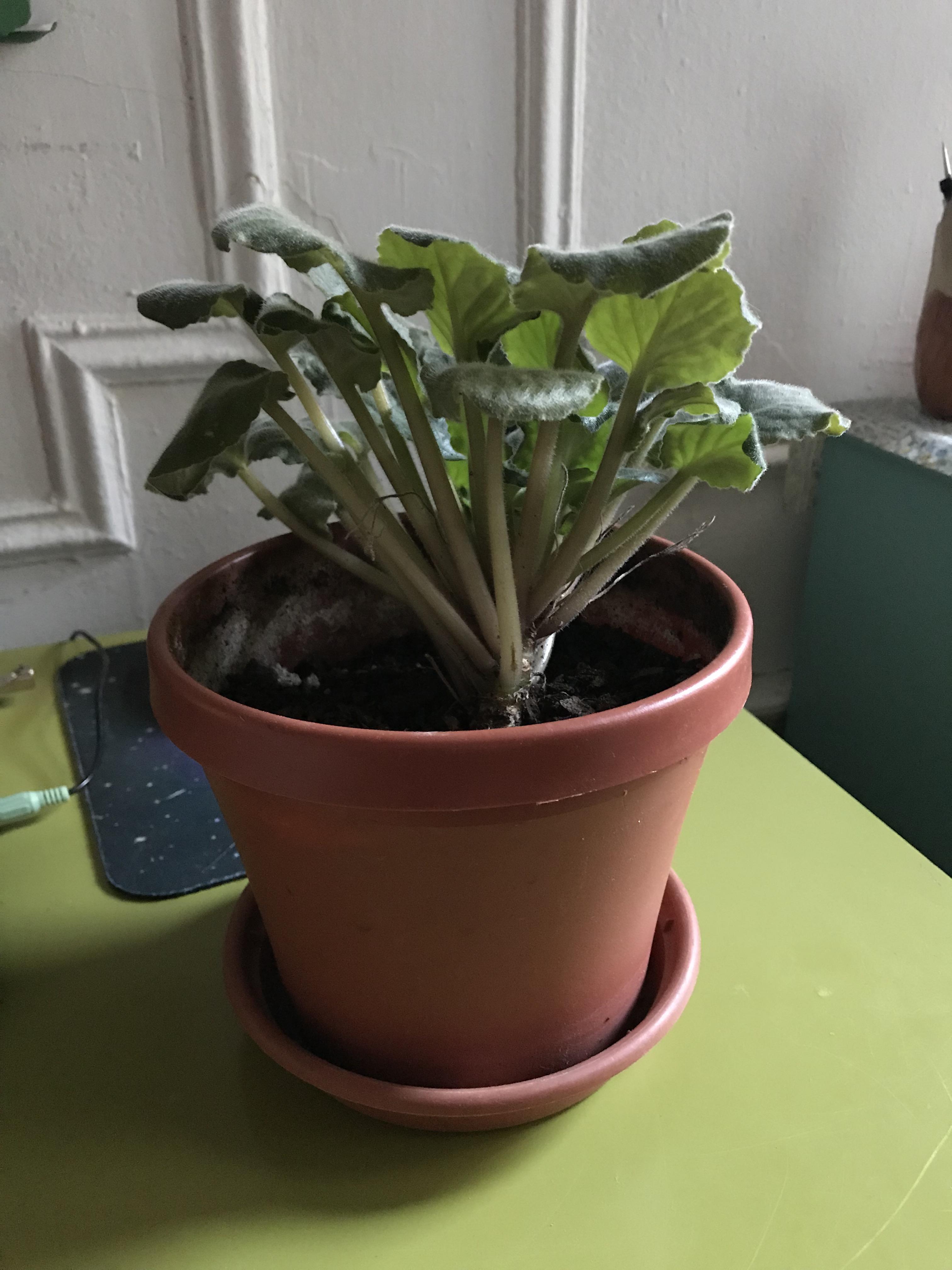 Leggy African violet 🧐 r/houseplants