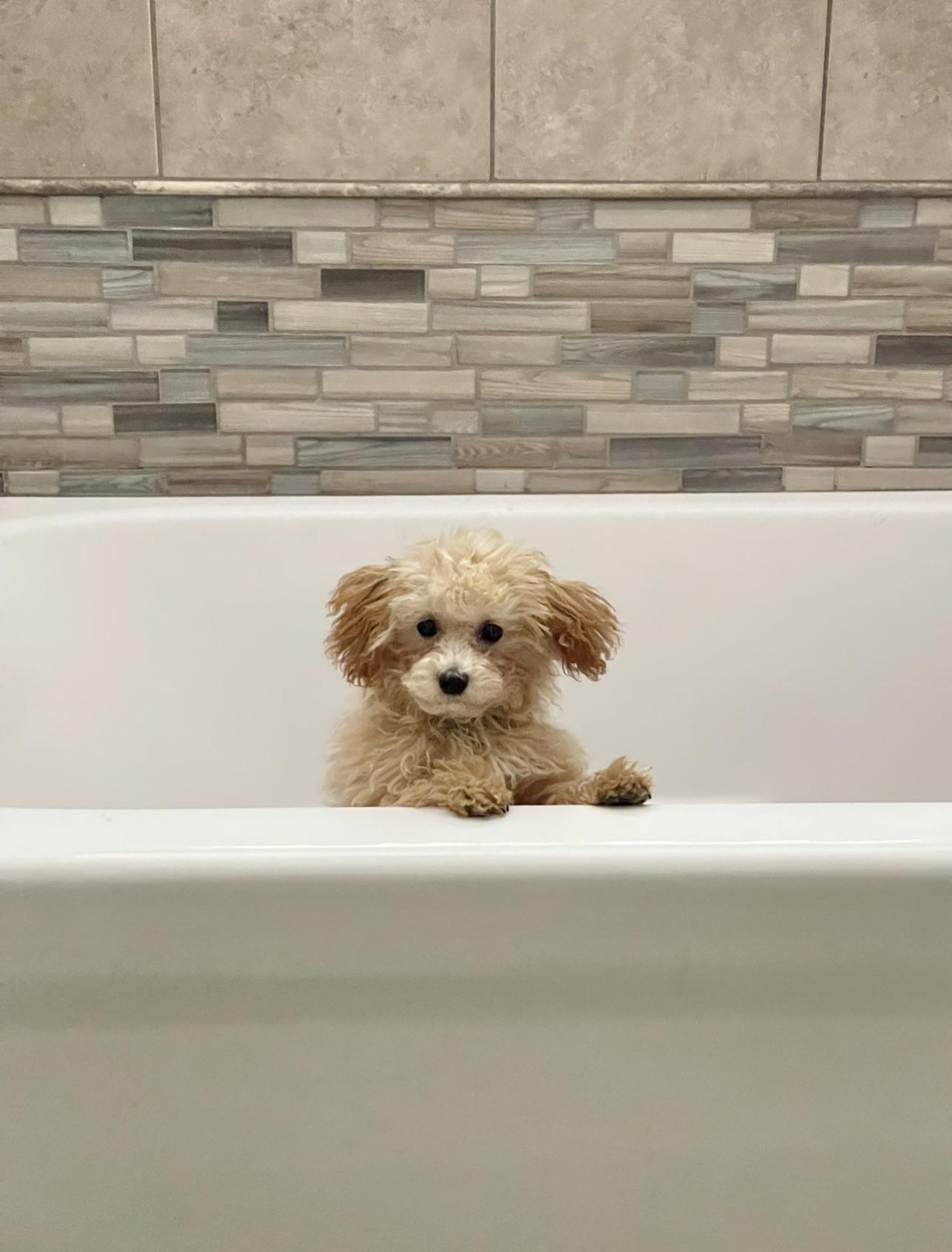 Shower time r/Maltipoo