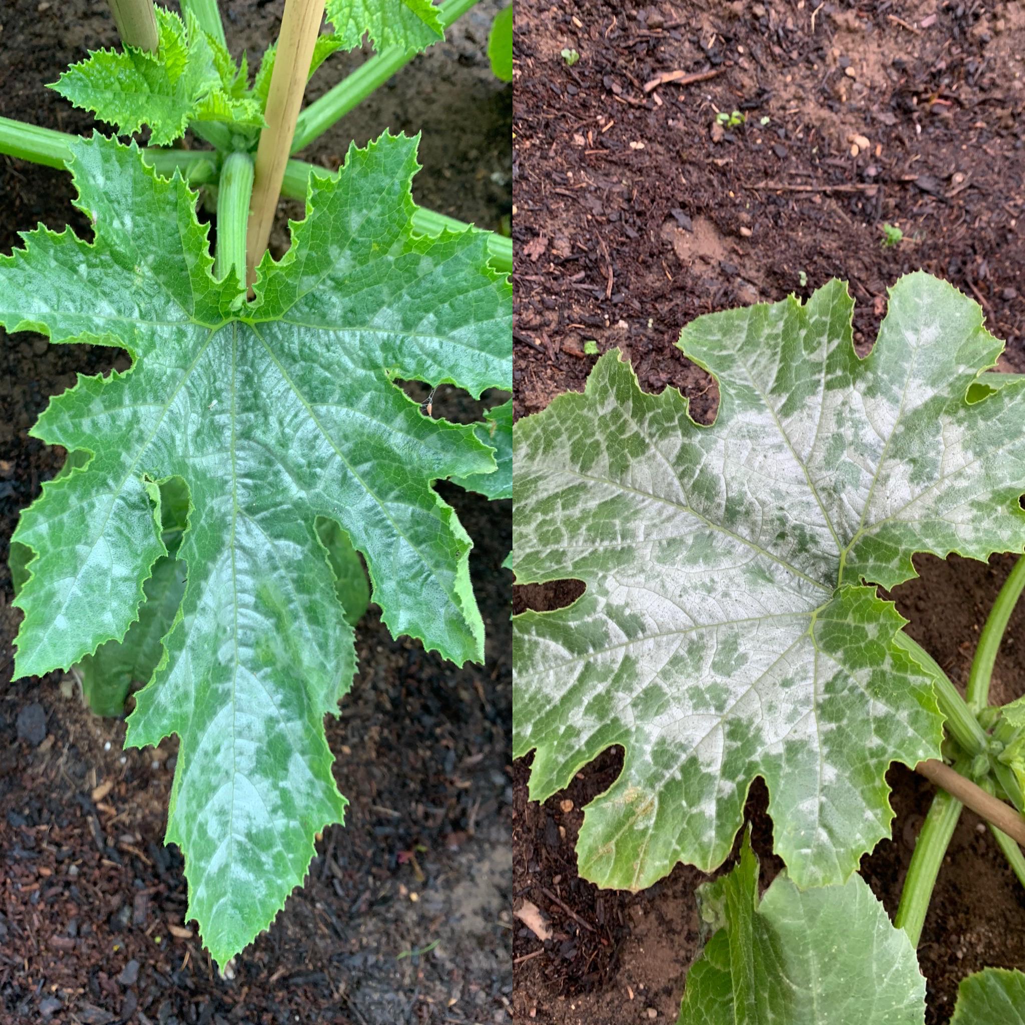 I guess this is would be a example of powdery mildew on my courgette