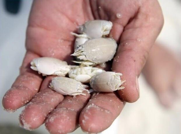 Sand Fleas fleasandlicereddit