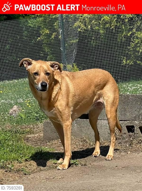 Lost dog in the Monroeville area. Has anyone seen this dog? 5k reward