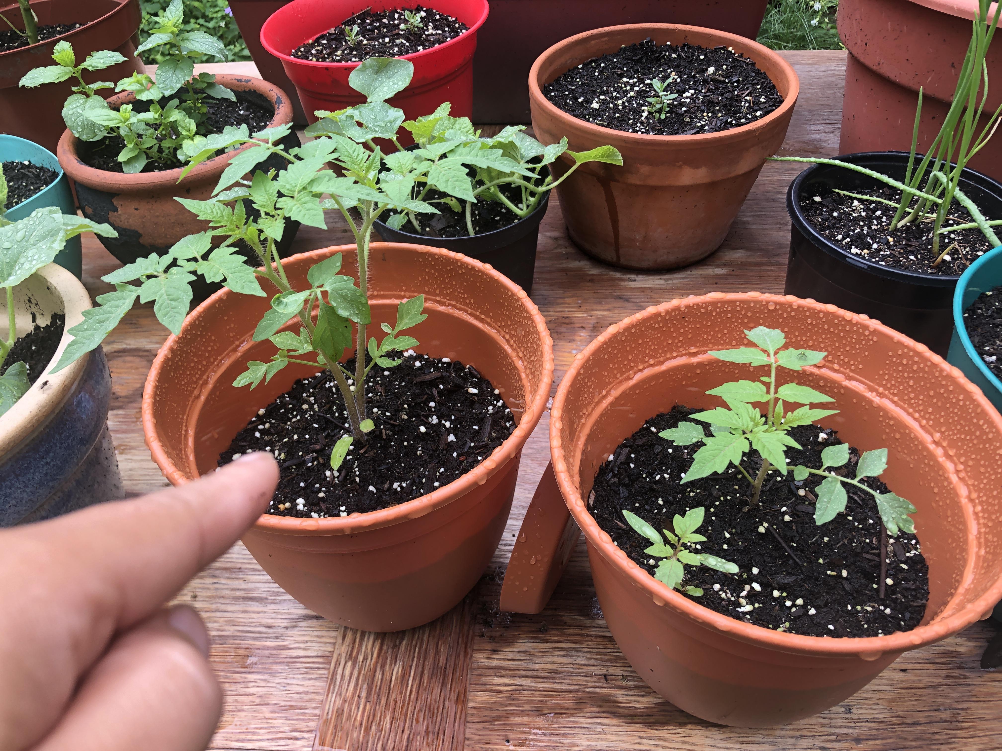 Should I repot both (tomato) in big pots now? r/vegetablegardening