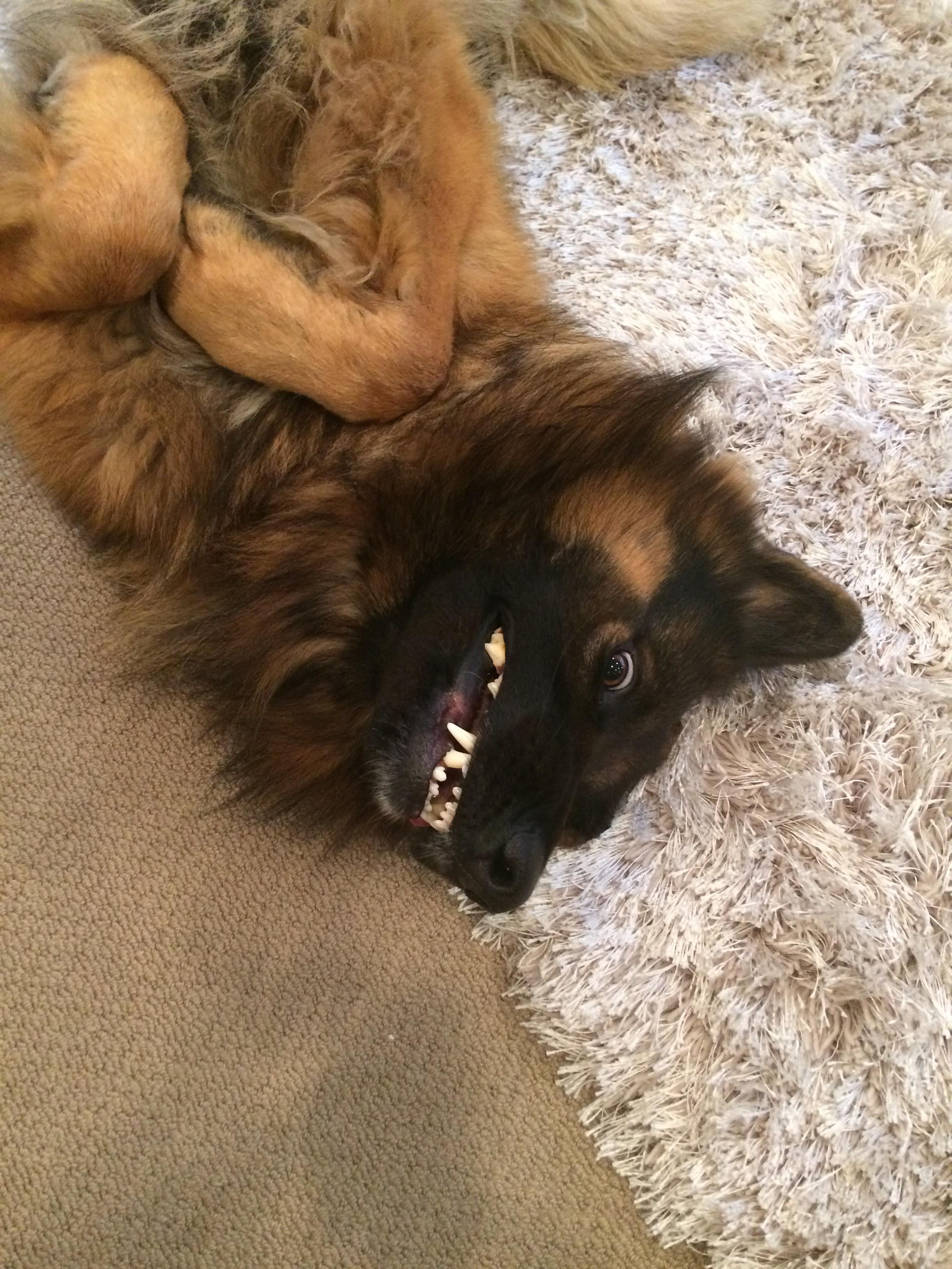 My 3yearold German Shepherd still likes to think he’s a puppy r/aww