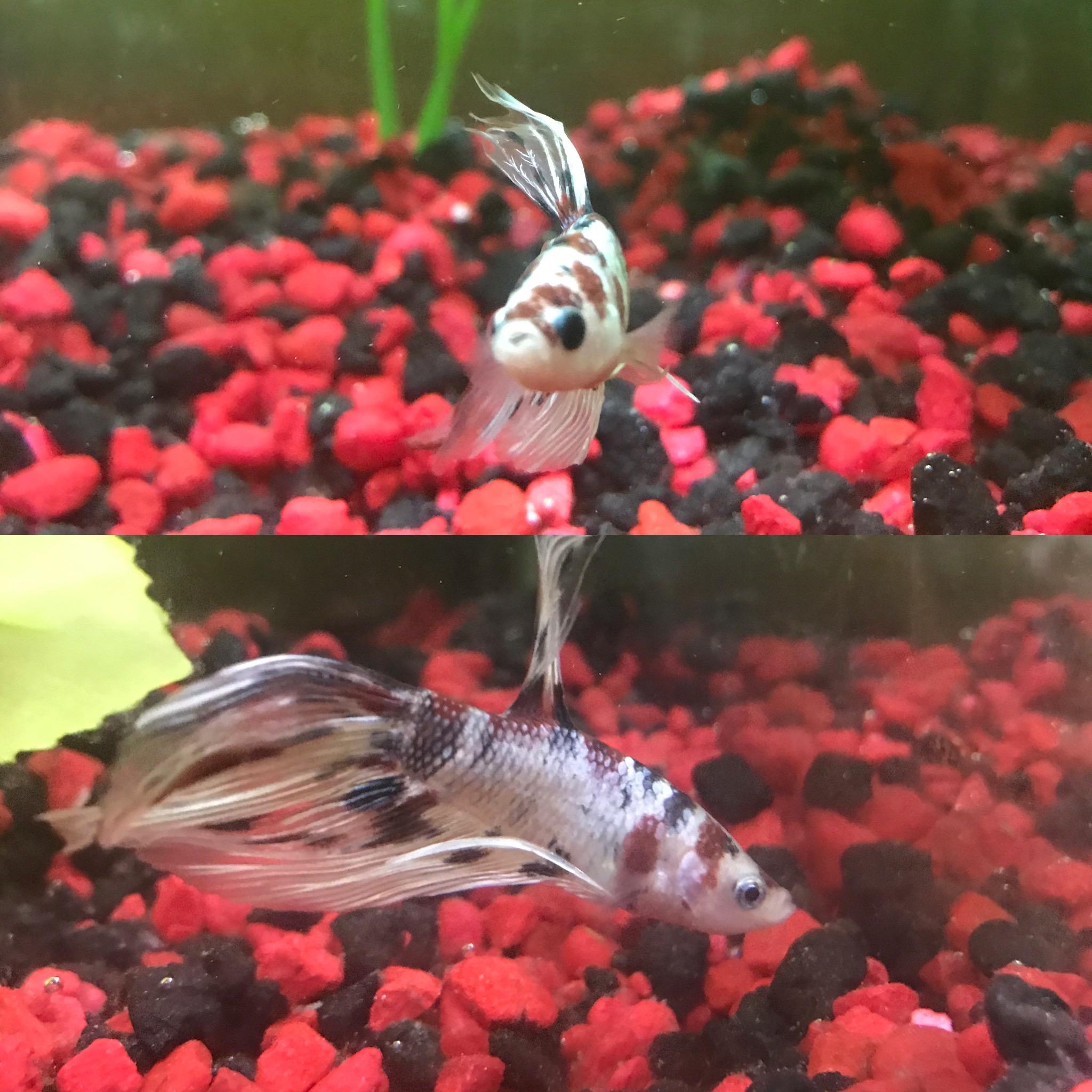 How common is it for bettas to have two different colored eyes? r