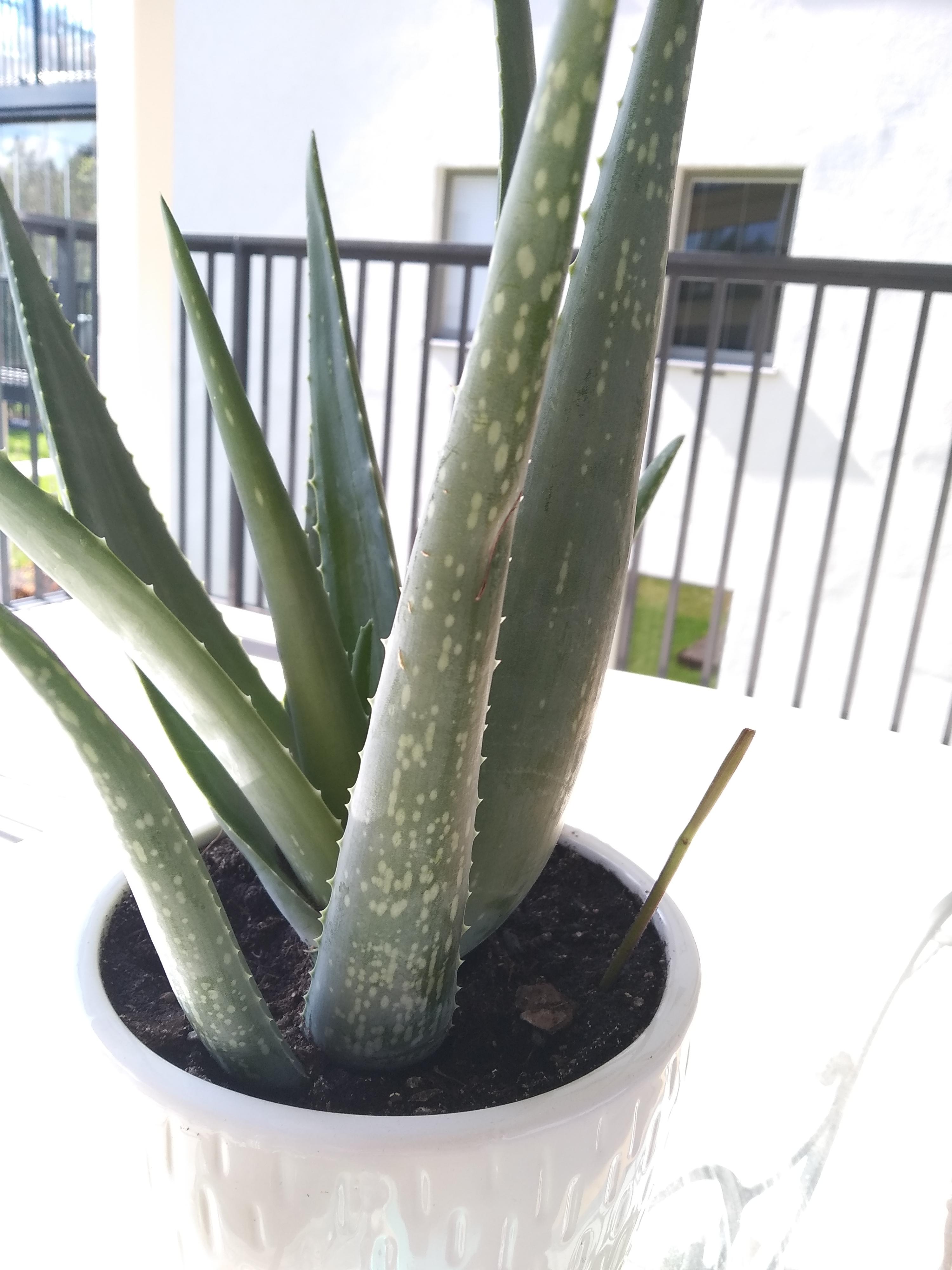 Why aloe vera leaf have white spots r/gardening