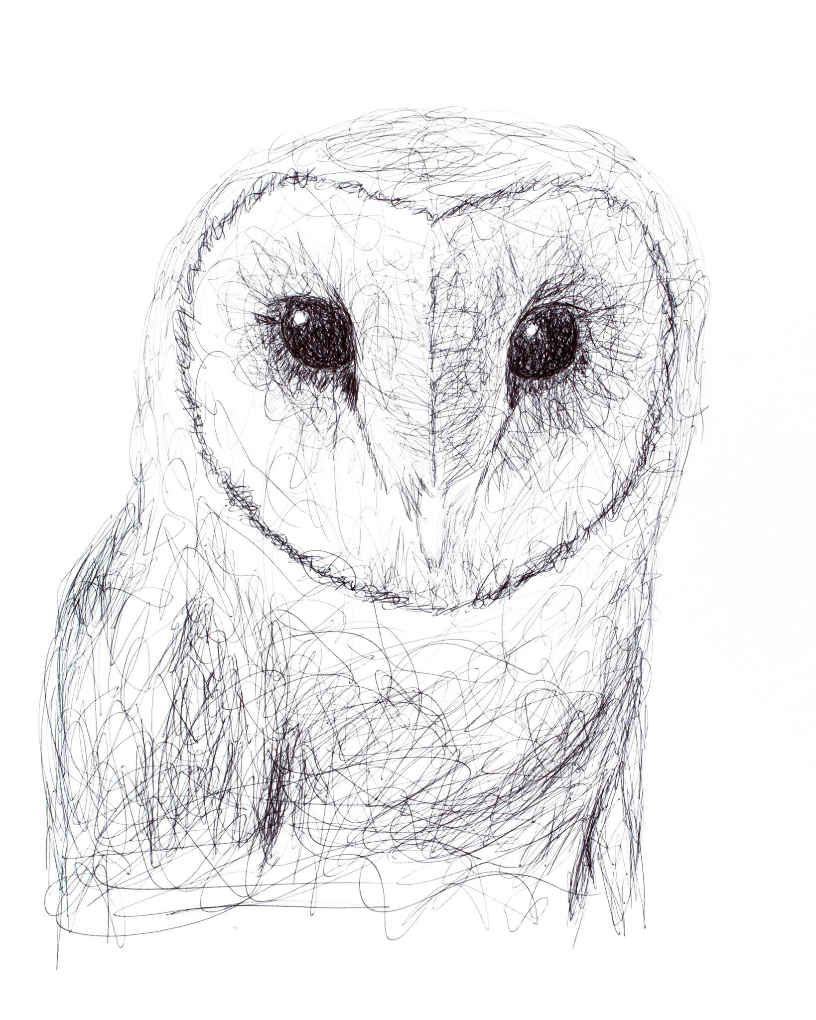 Barn Owl pen drawing. r/Owls