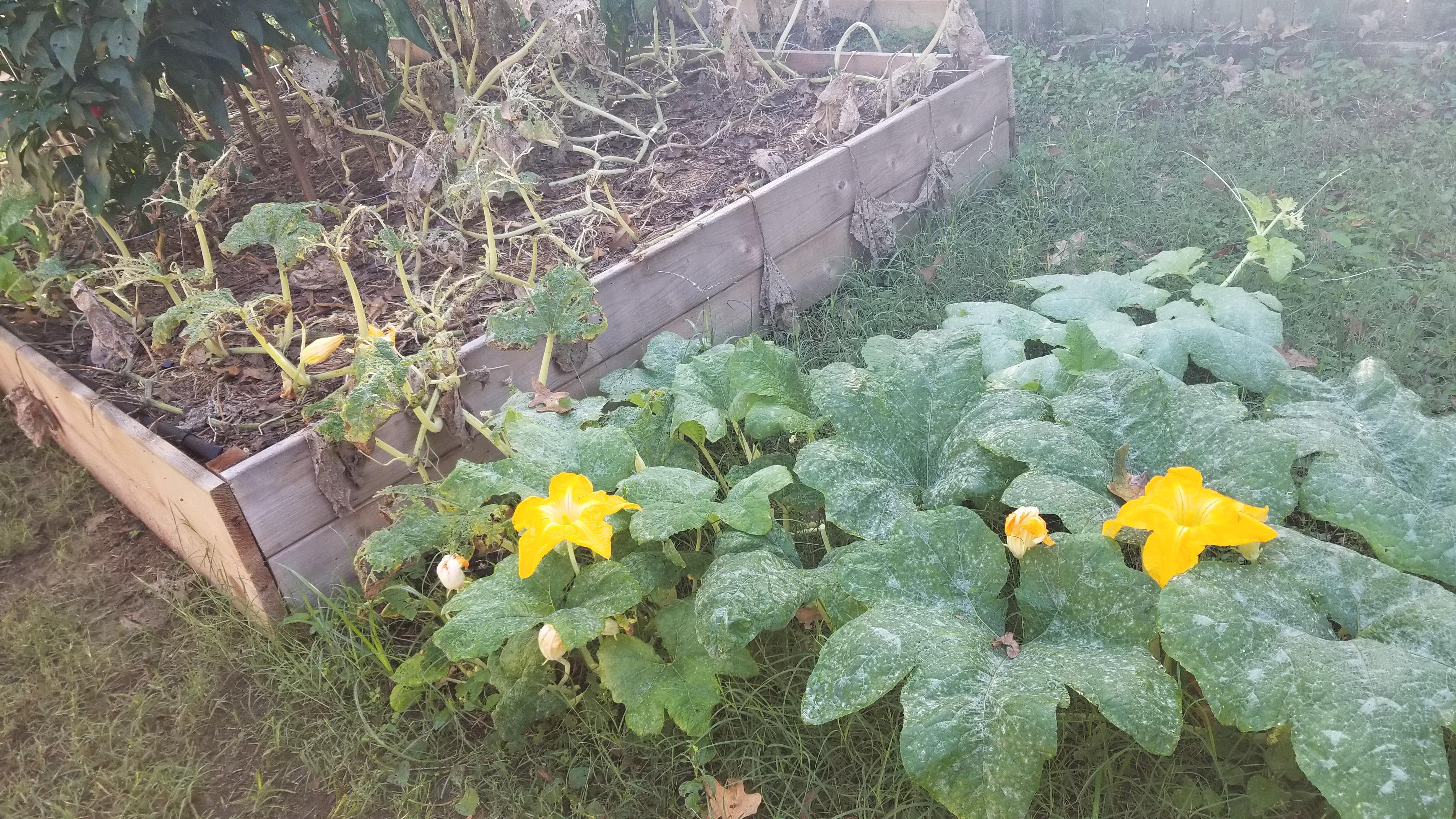 Pumpkin vines dying, first attempt at pumpkins this year. Lots of black specks on plants that