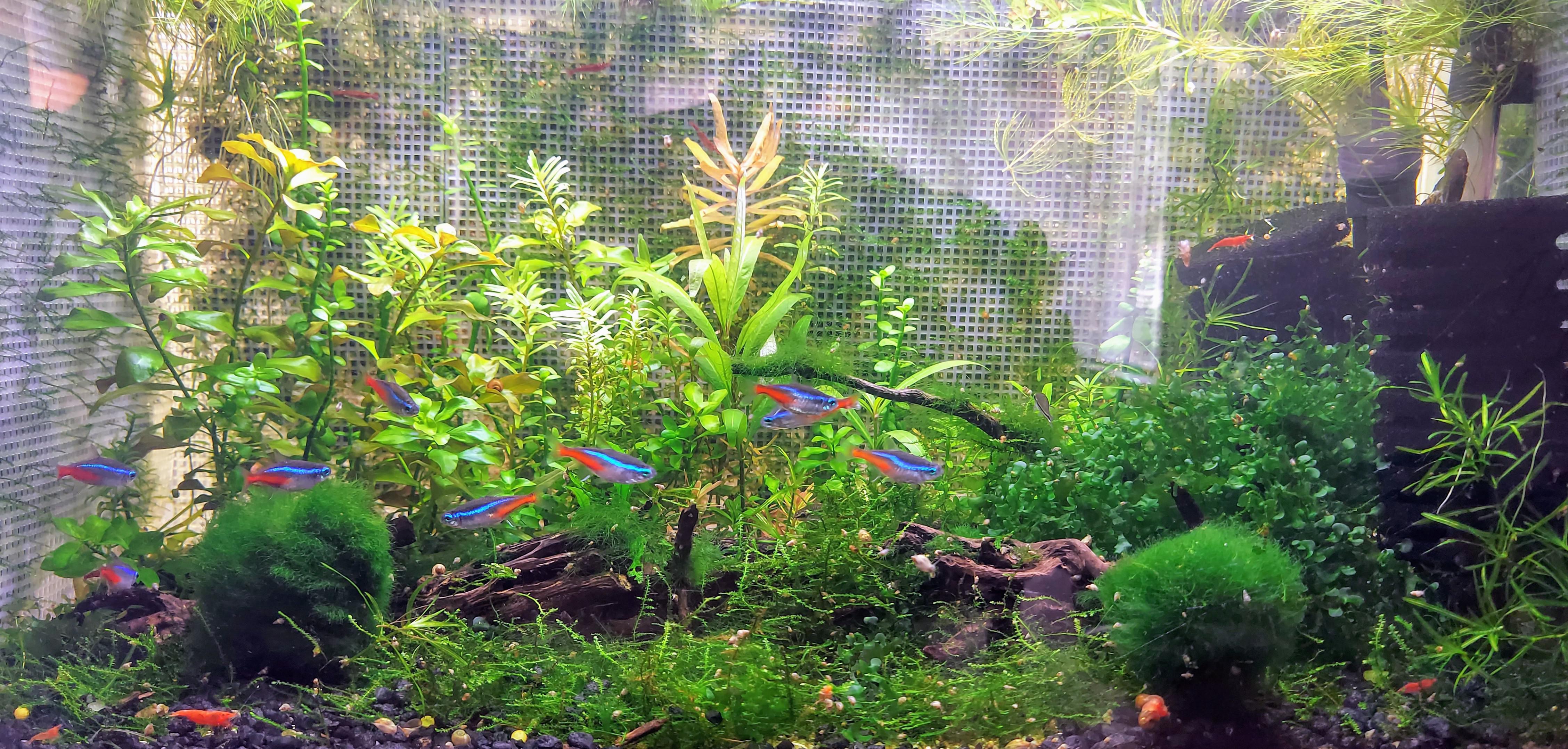 Moss Walls Day 30 r/Aquariums