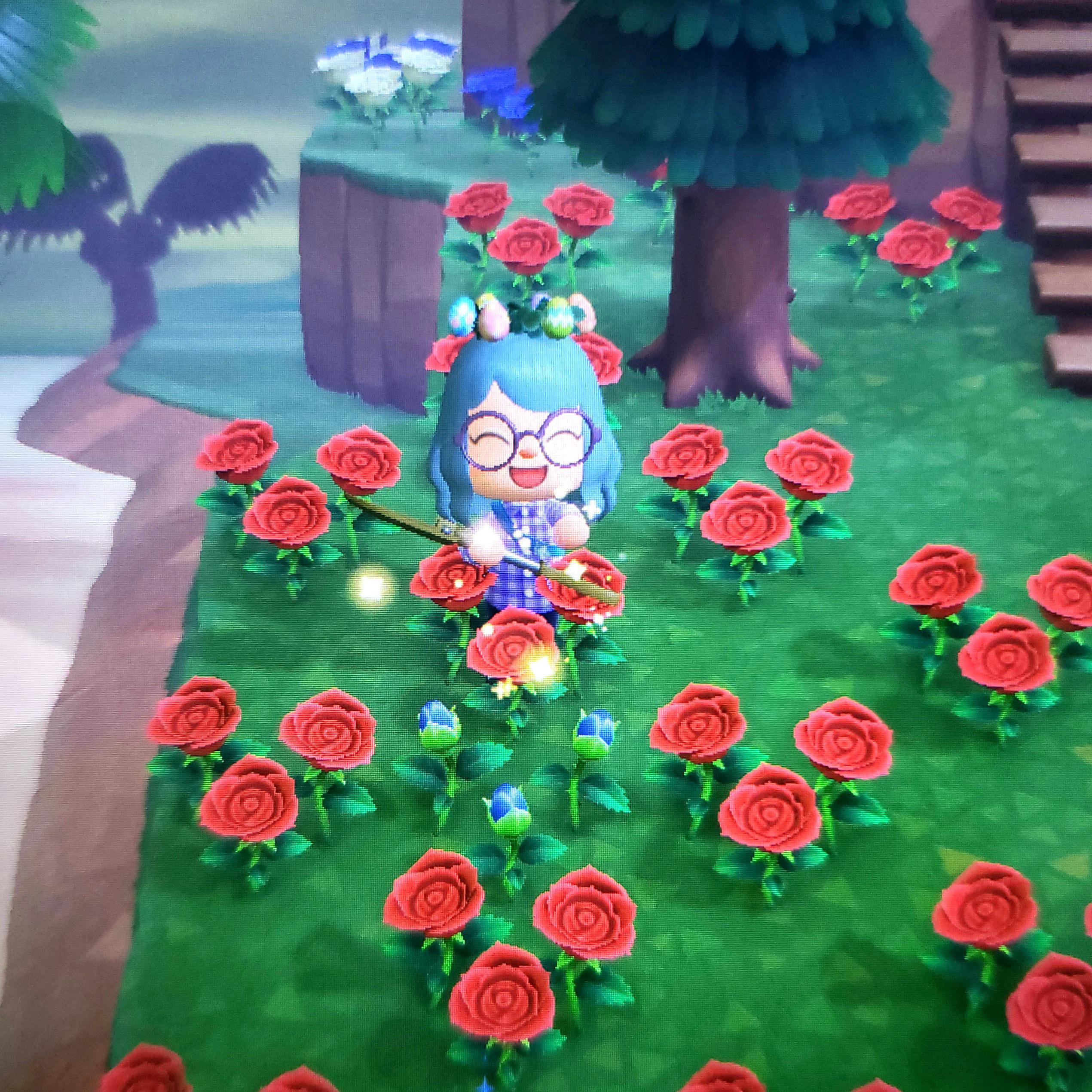 I GREW A BLUE ROSE! After 8 long months of breeding roses, I finally