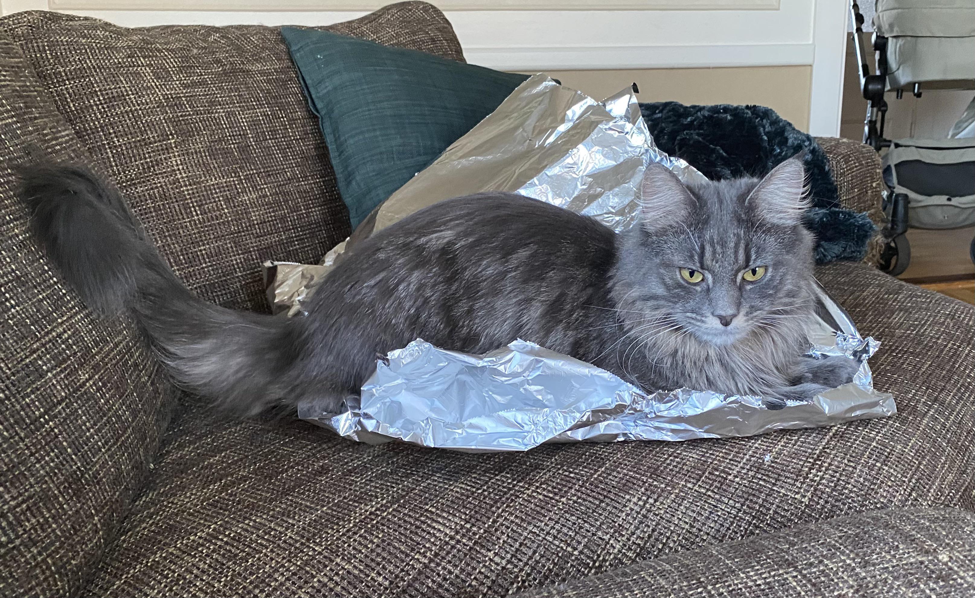 I was told that tin foil would keep my cats off the furnitures… r