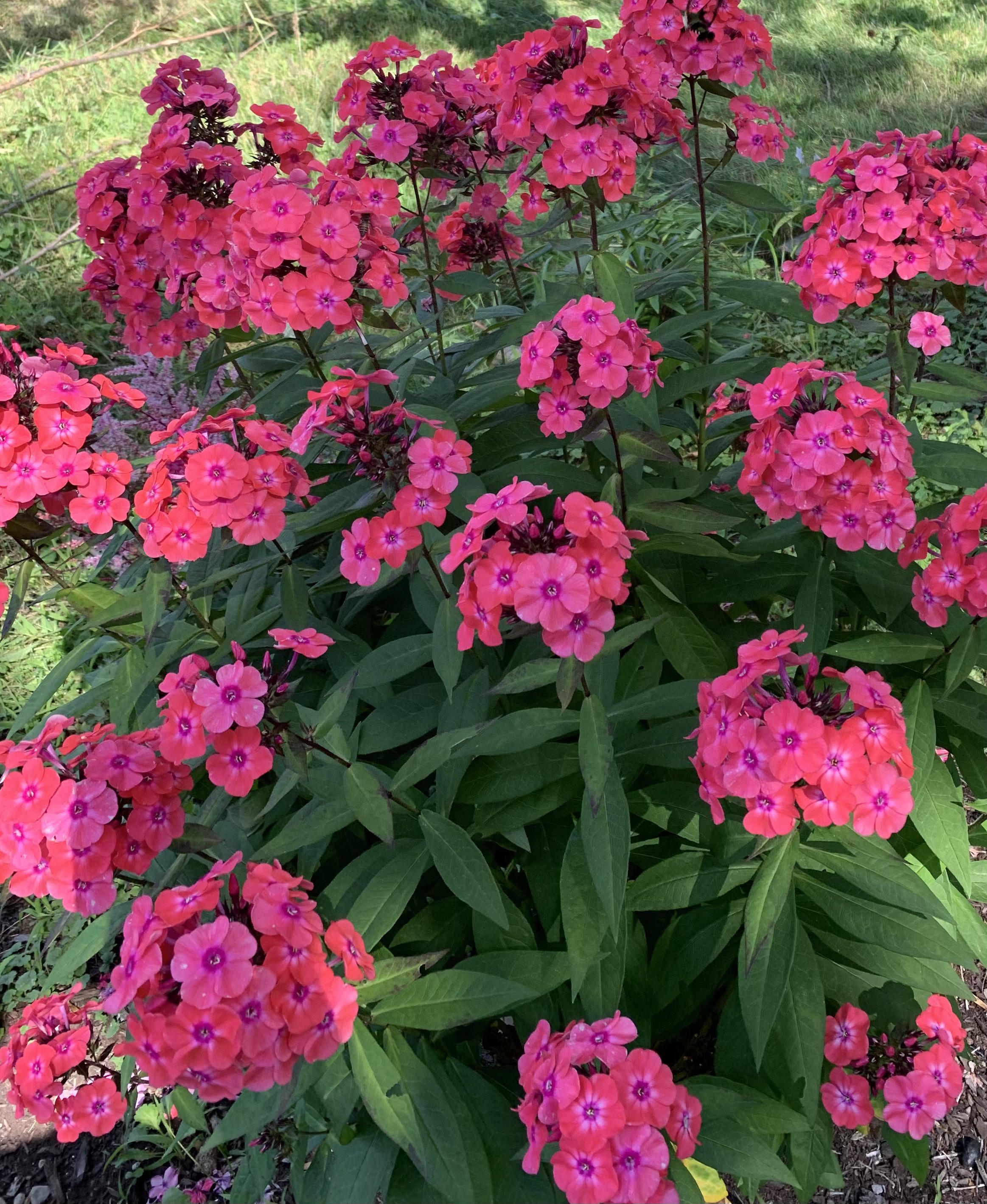 What kind of flowers are these? I planted them and r/gardening