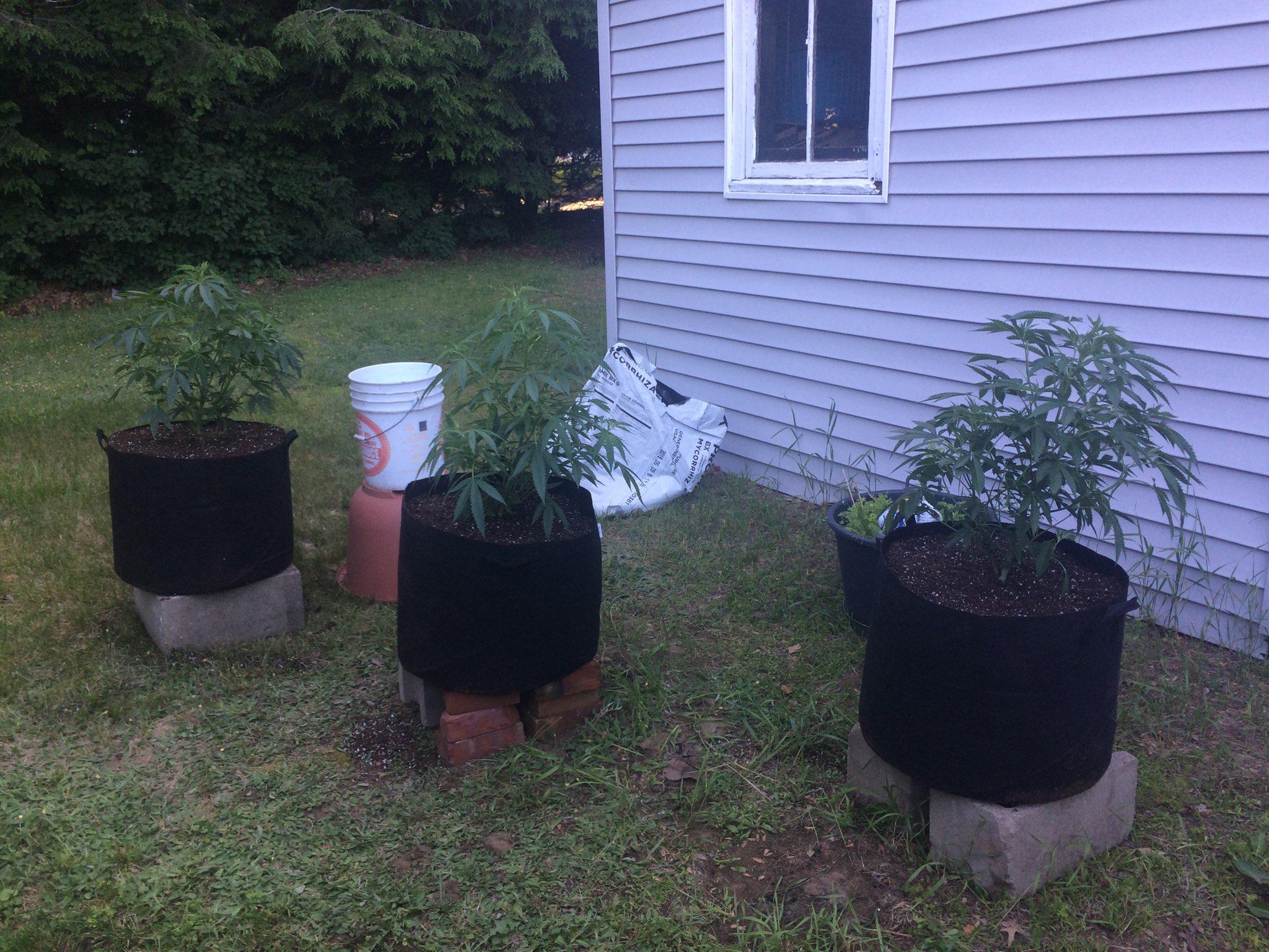 Hi all! Quick question.... I just put these in 20 gallon fabric pots