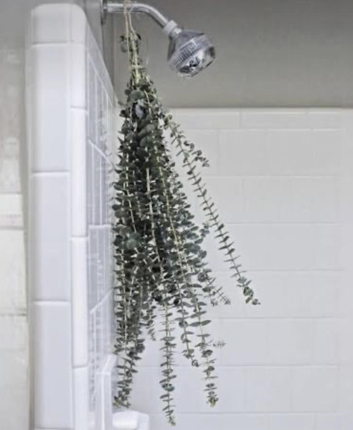 Where to buy eucalyptus (in Ottawa) to put in the shower? r/ottawa