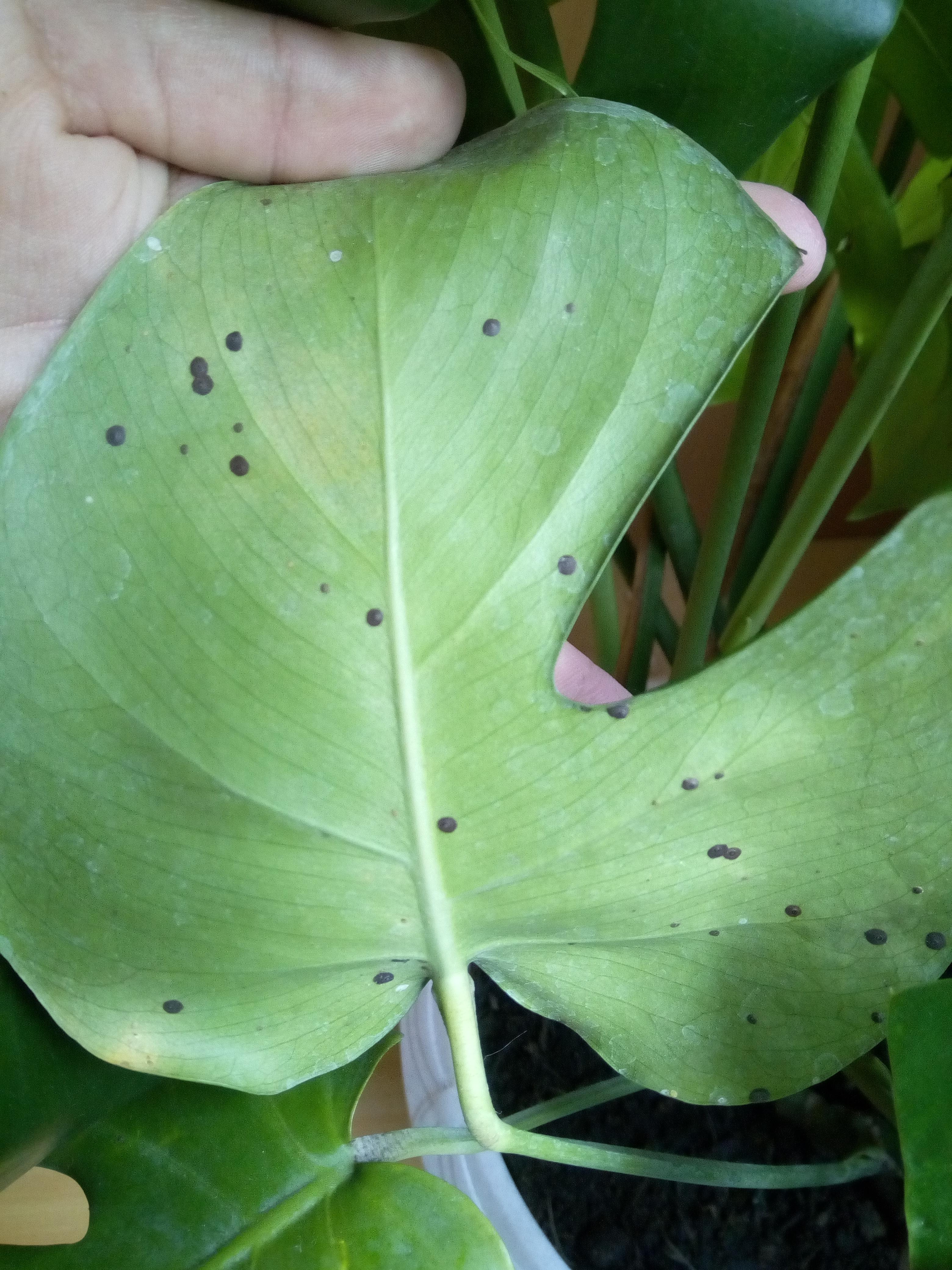 What are this weird brown spots on my 1 week old monstera? r/plantclinic