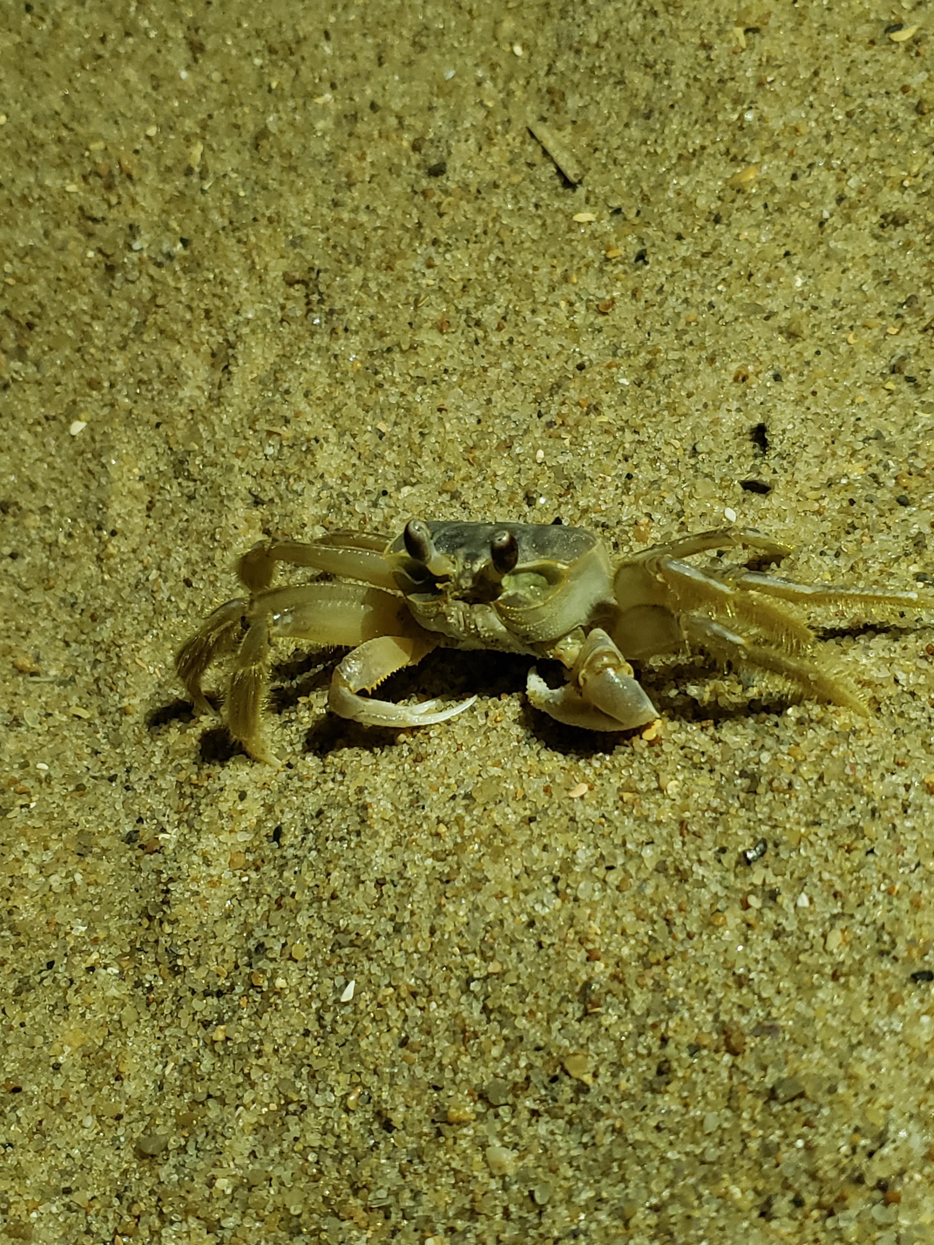 Little Atlantic Ghost Crab I saw last year on a North Carolina beach