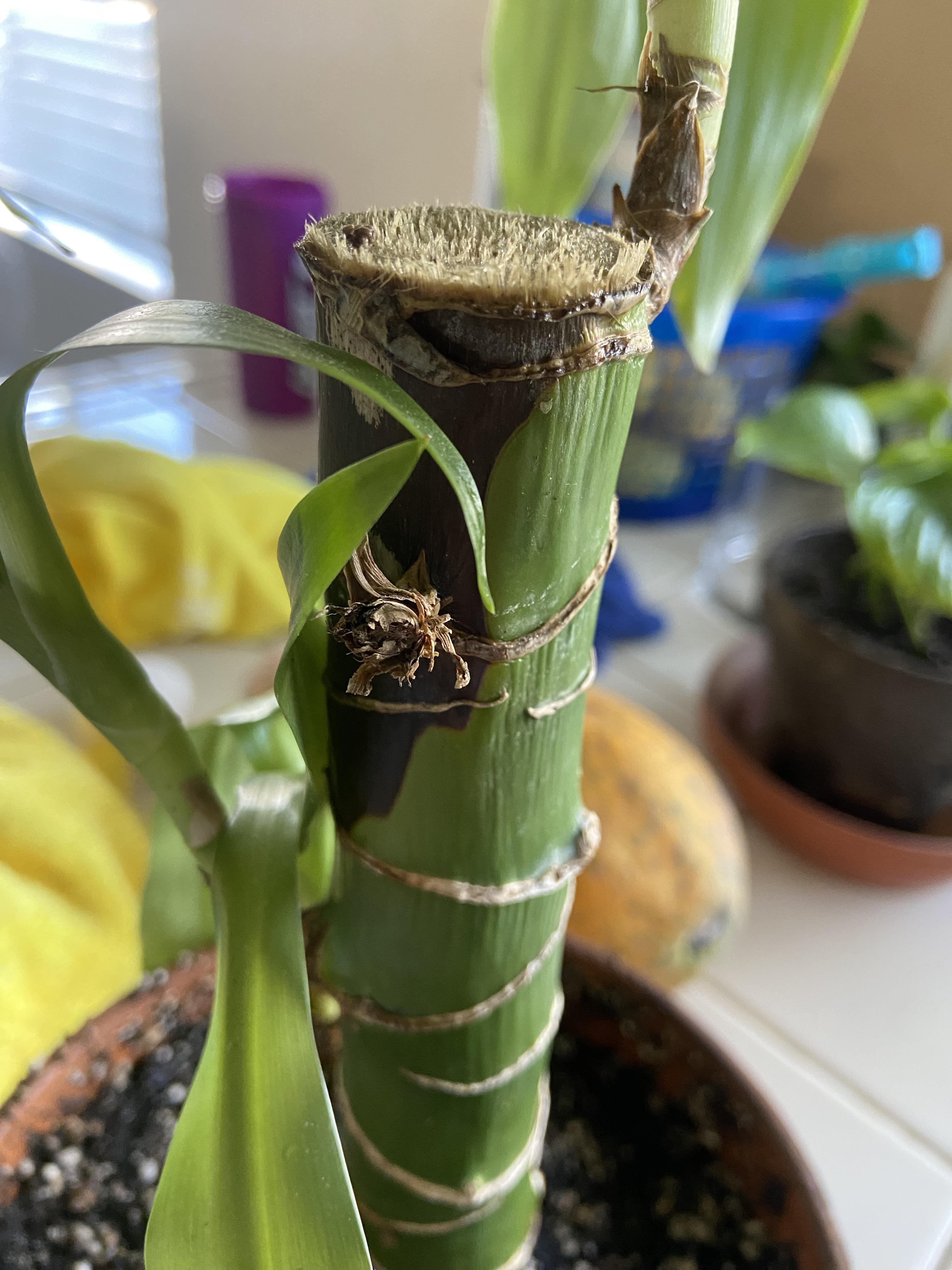why does my “Corn” plant have this mark? r/plant