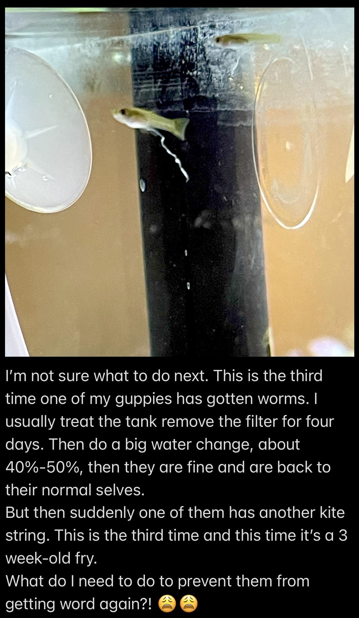 Guppies keep getting worms r/Aquariums