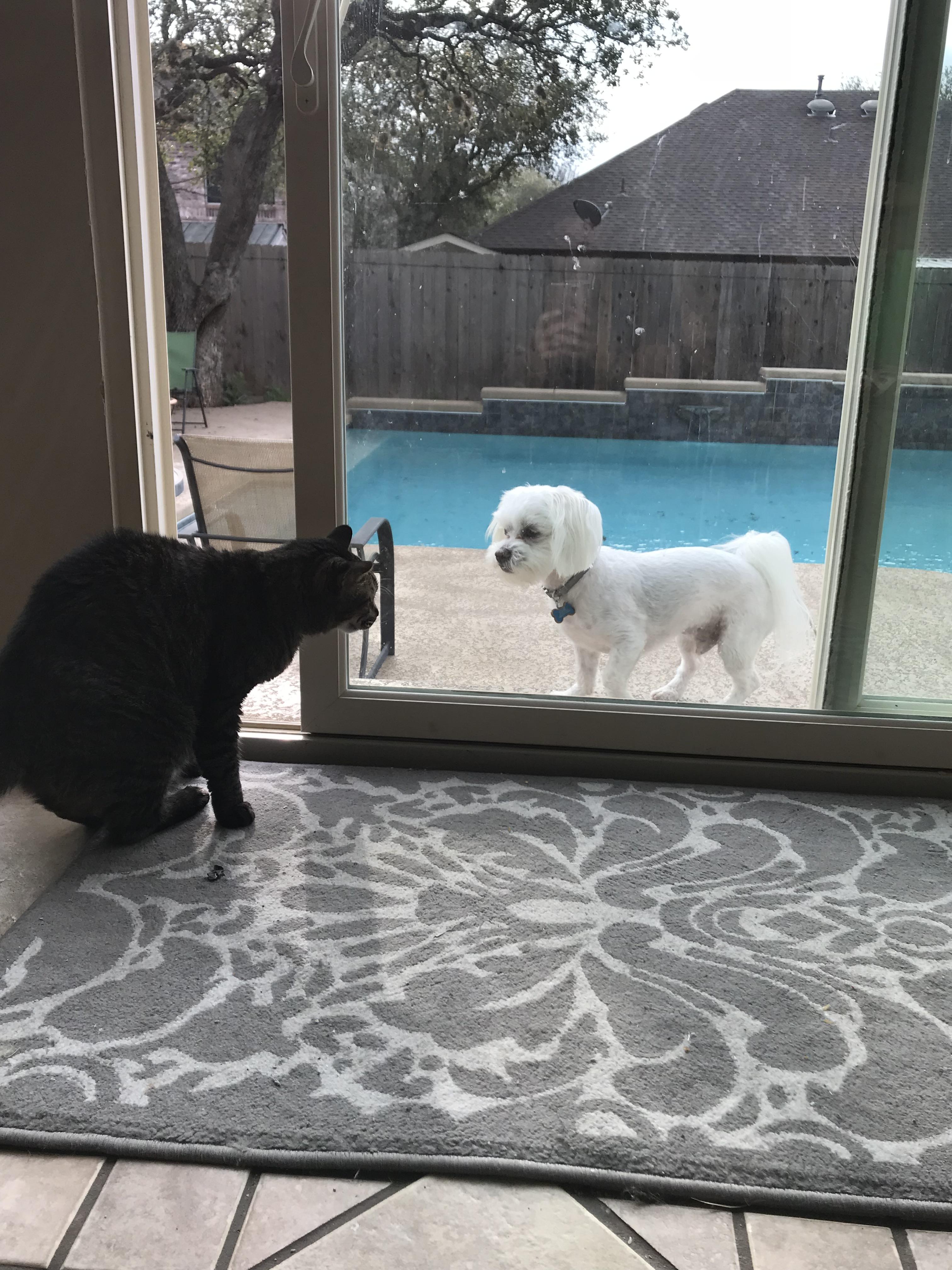 The cat won’t let the dog back in the house. r/cats