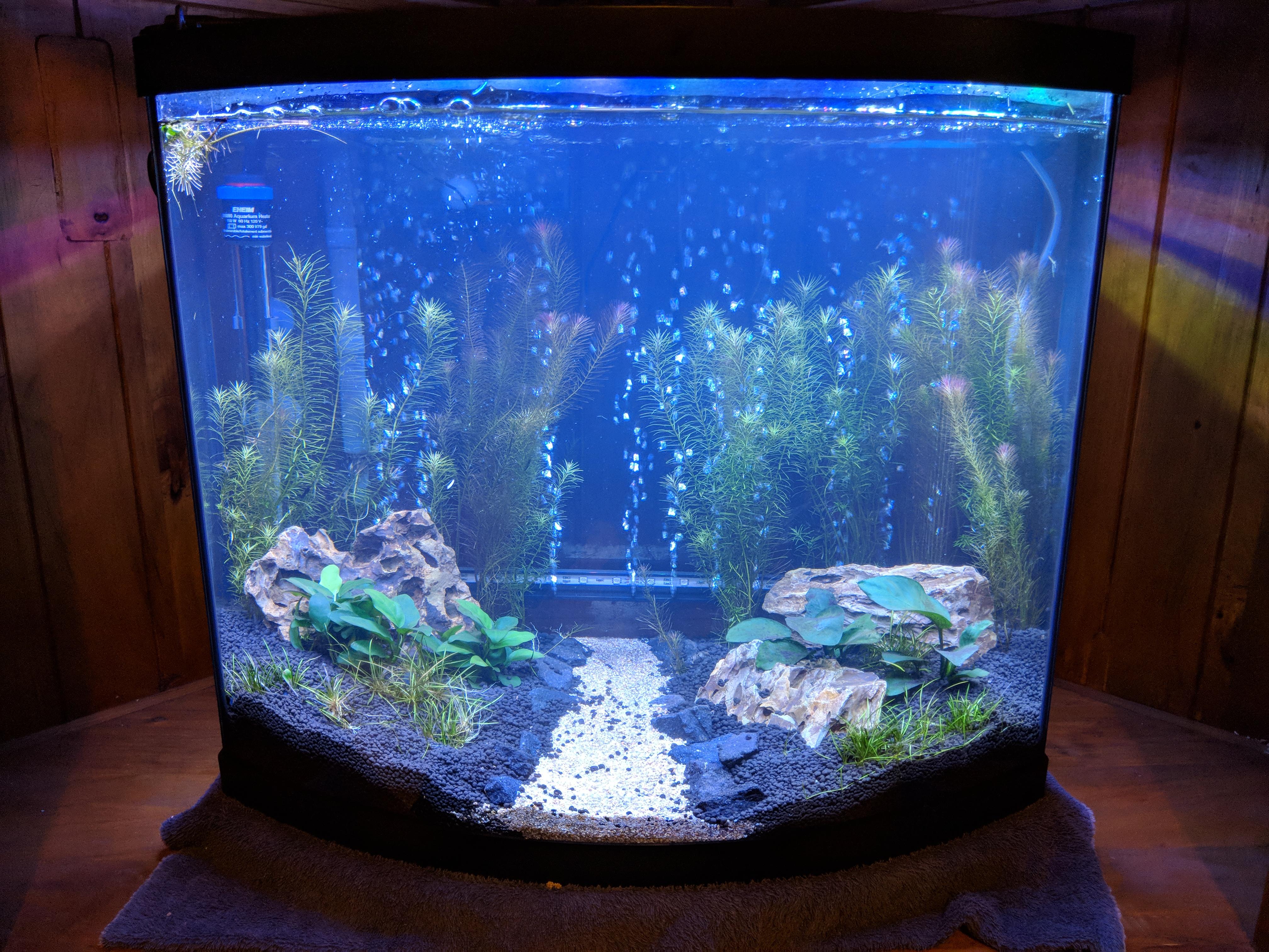 New 26 gal planted tank build, 1 month in and almost done cycling r