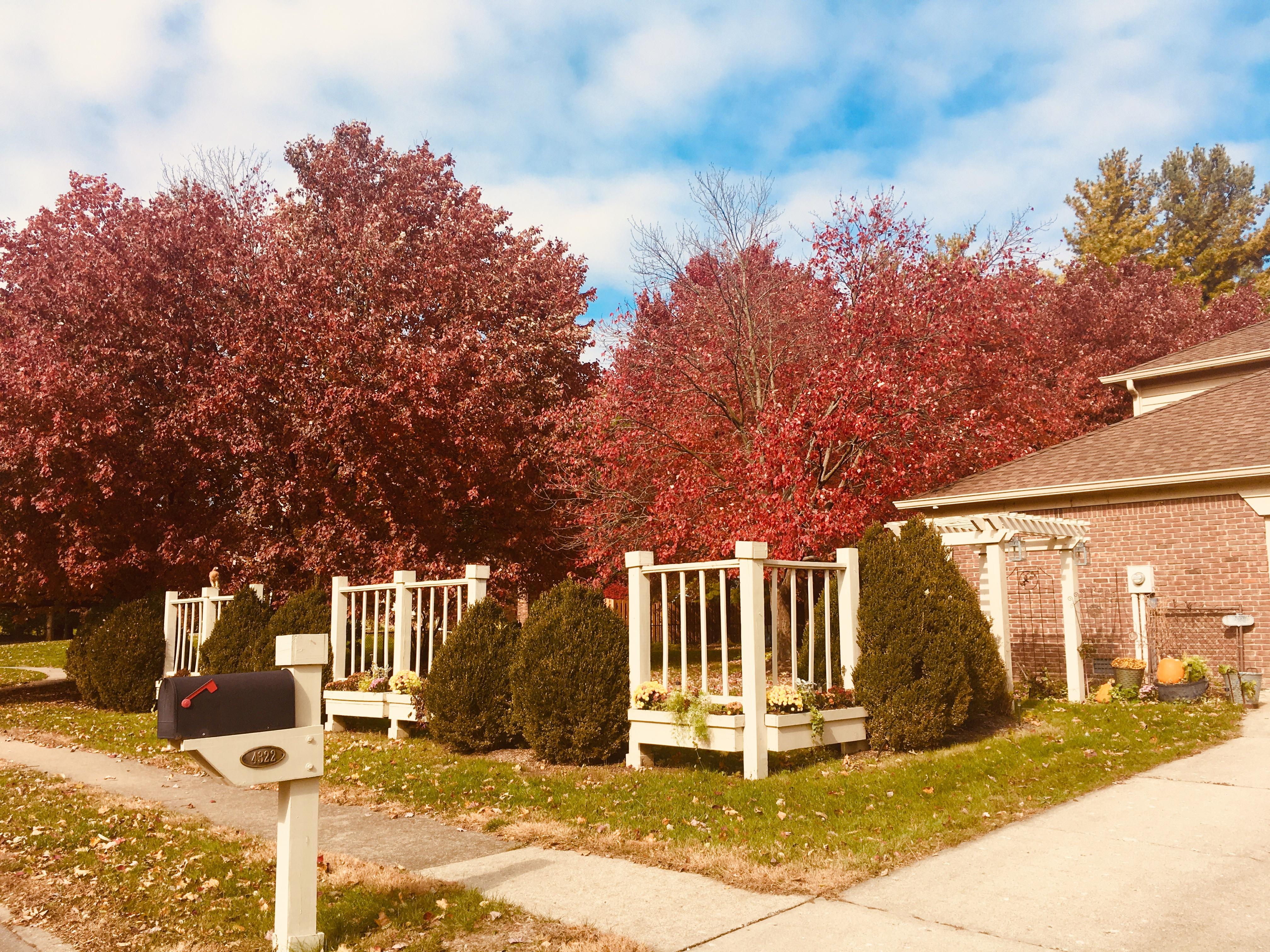 My backyard full of red maples. r/gardening