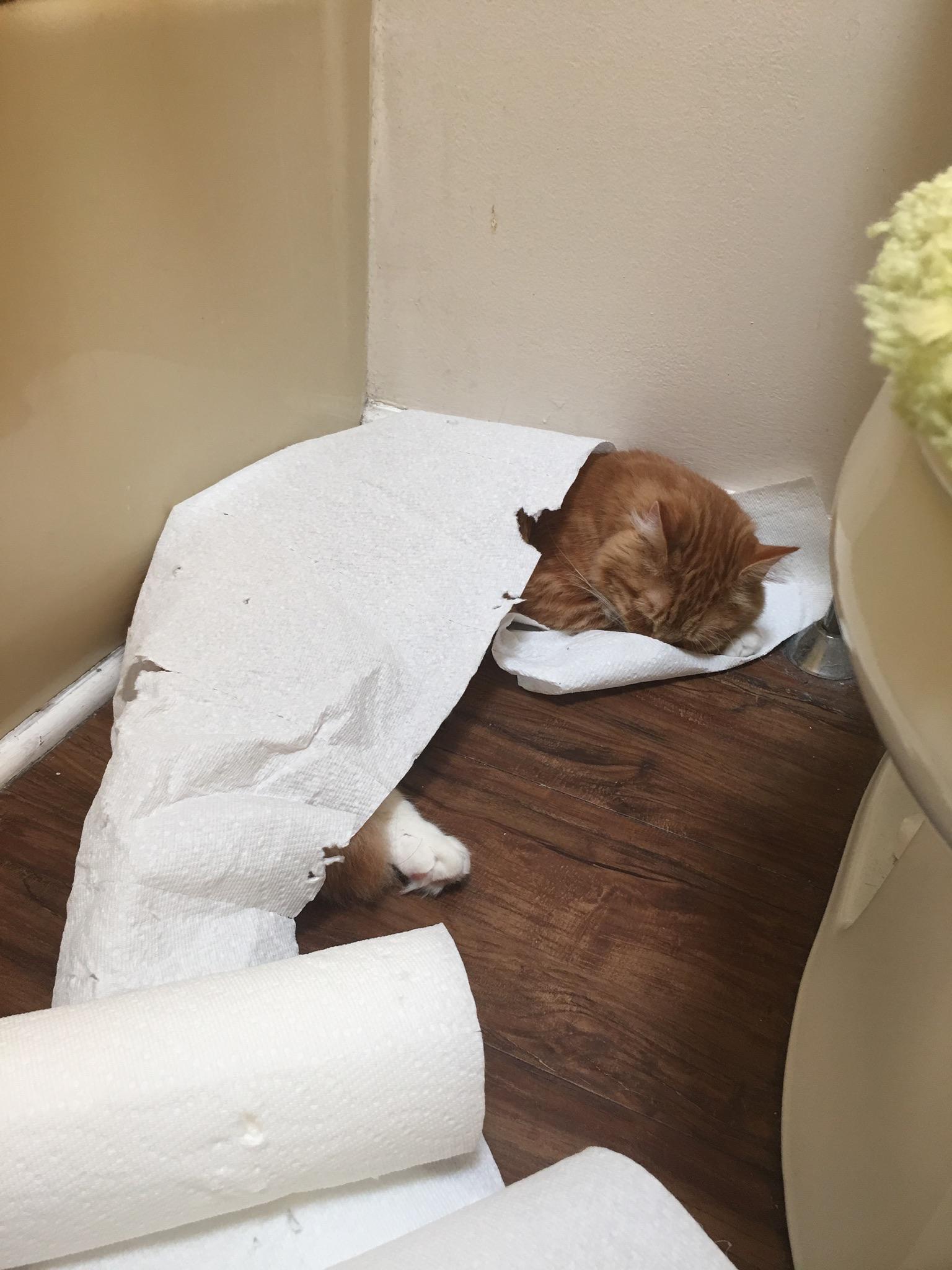 Yet another reason why we can’t leave the bathroom door open. r