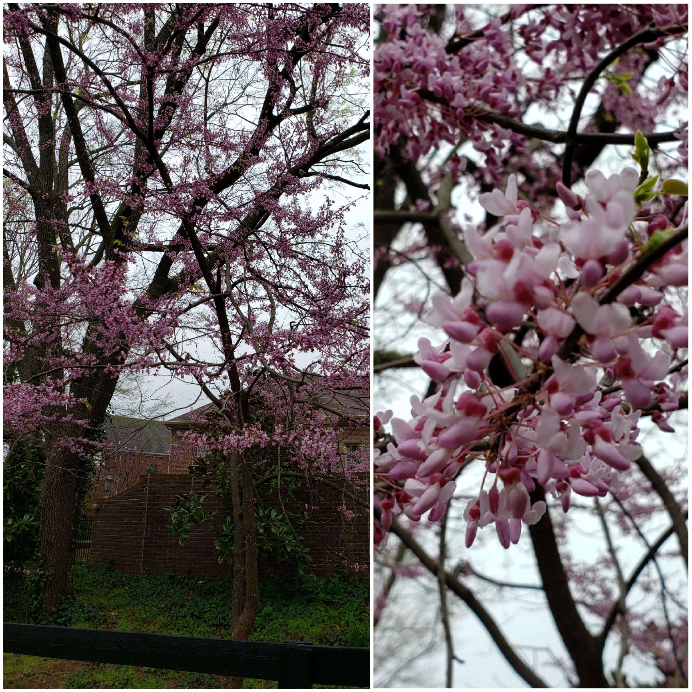 Can someone please identify this tree? It's so pretty and smells amazing! (Zoomed out on left