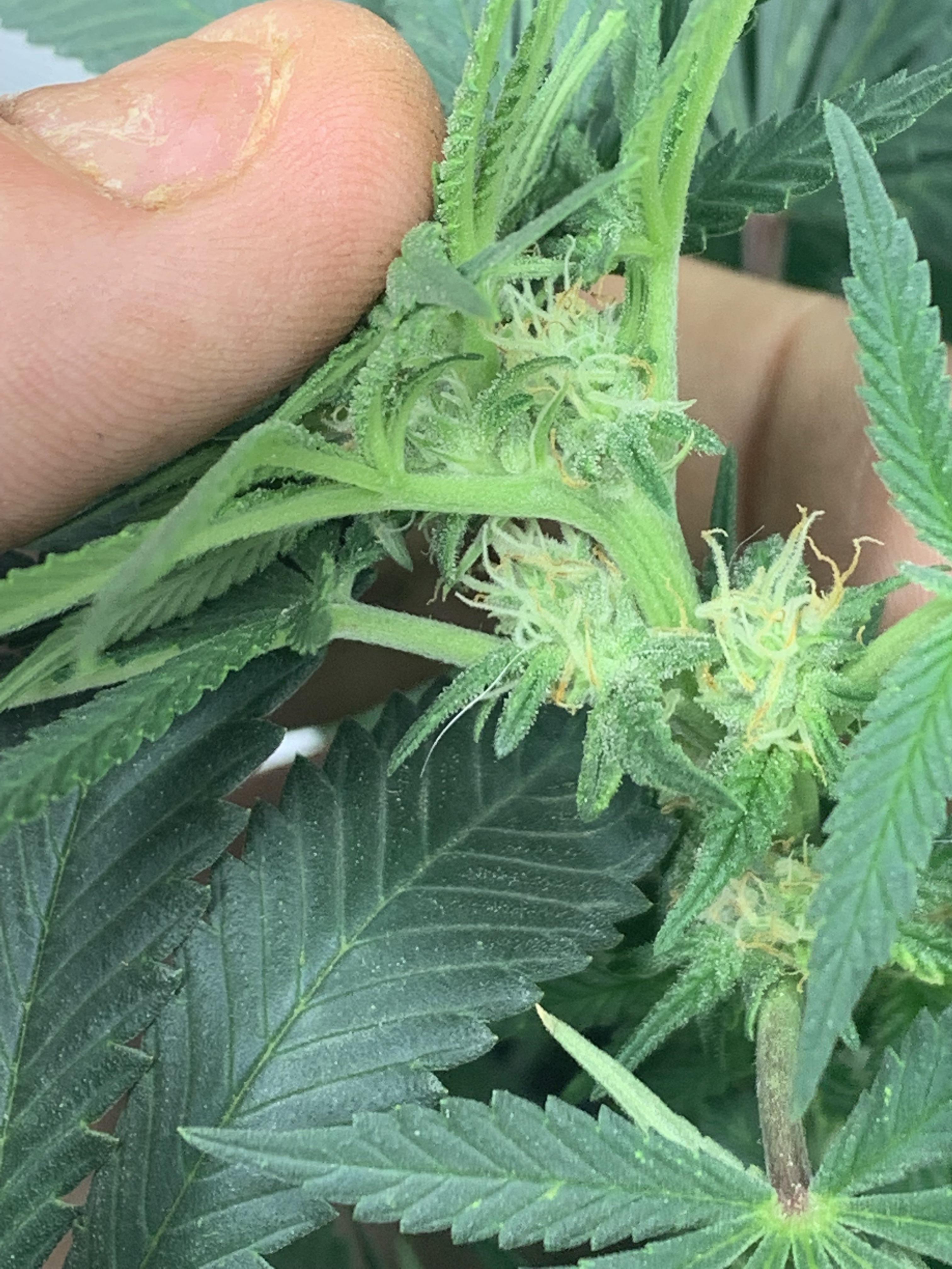 Why do my plants not have any smell yet goood trichomes production just