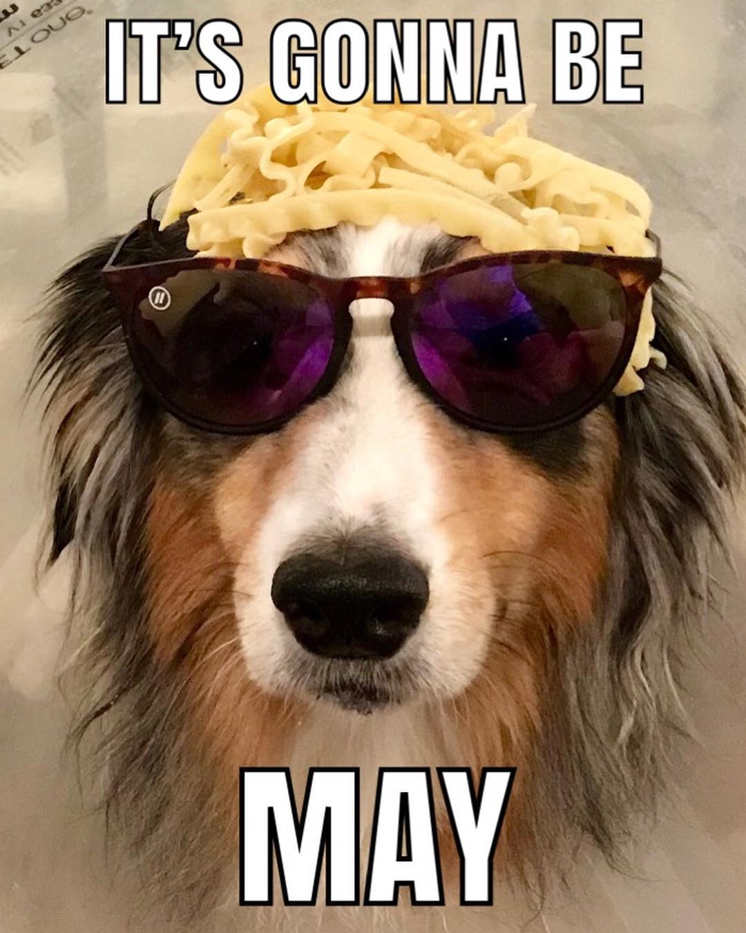 I heard this was a meme so I cooked noodles and put them on my dog's