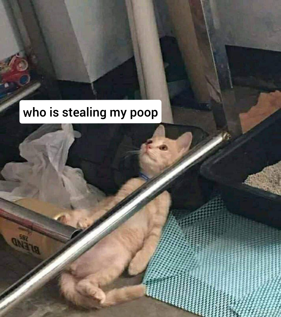 My cat having existential crisis r/memes