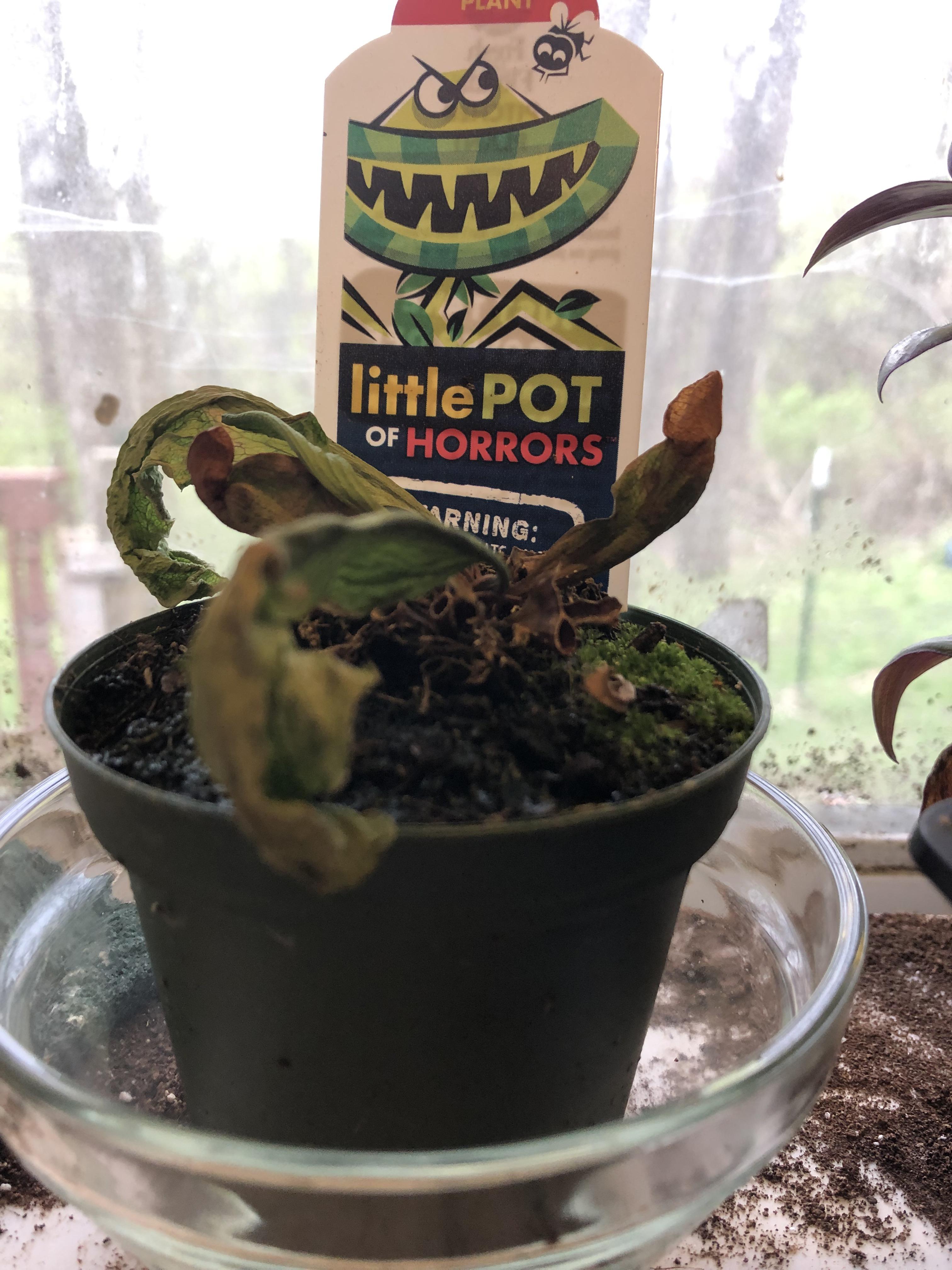 Can my pitcher plant be saved after it dried up while I was gone for a