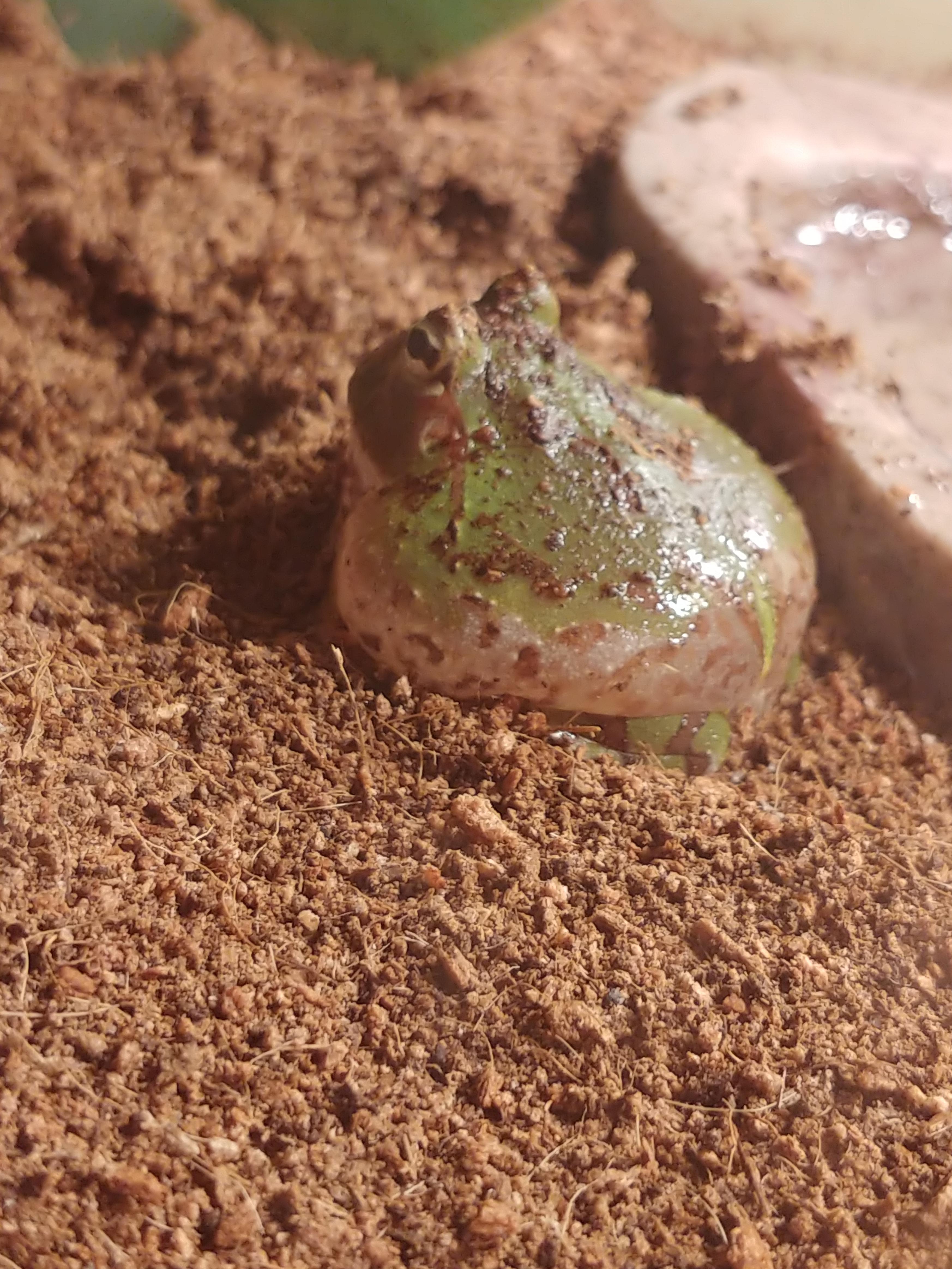 Another view of the bloated Pacman frog. The lighter part of the skin