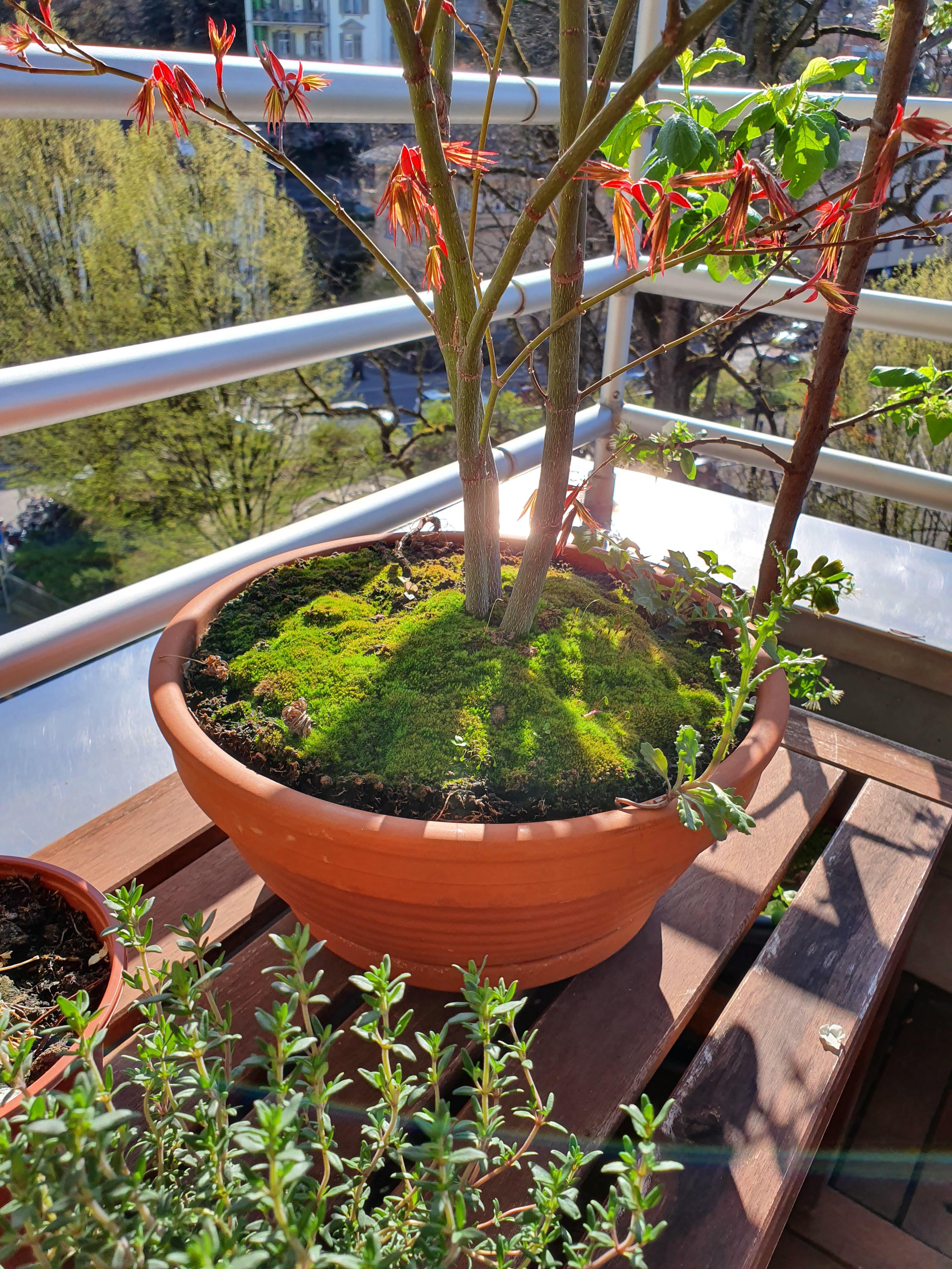 Good or bad moss? Japenese dwarf maple and I'm gonna put it in new pot