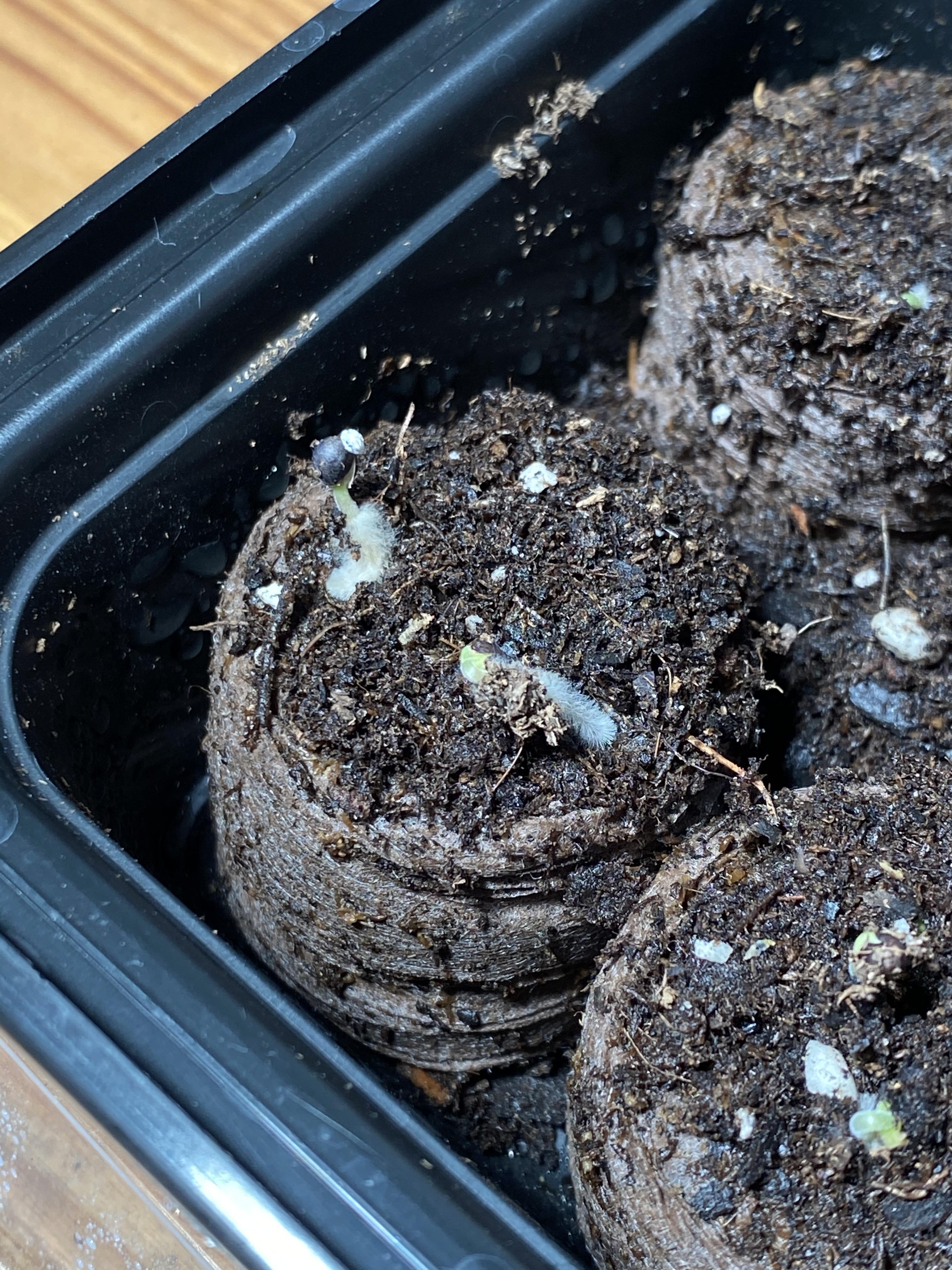 Is this mold/fungus on my sage seedlings? They’ve been under a grow