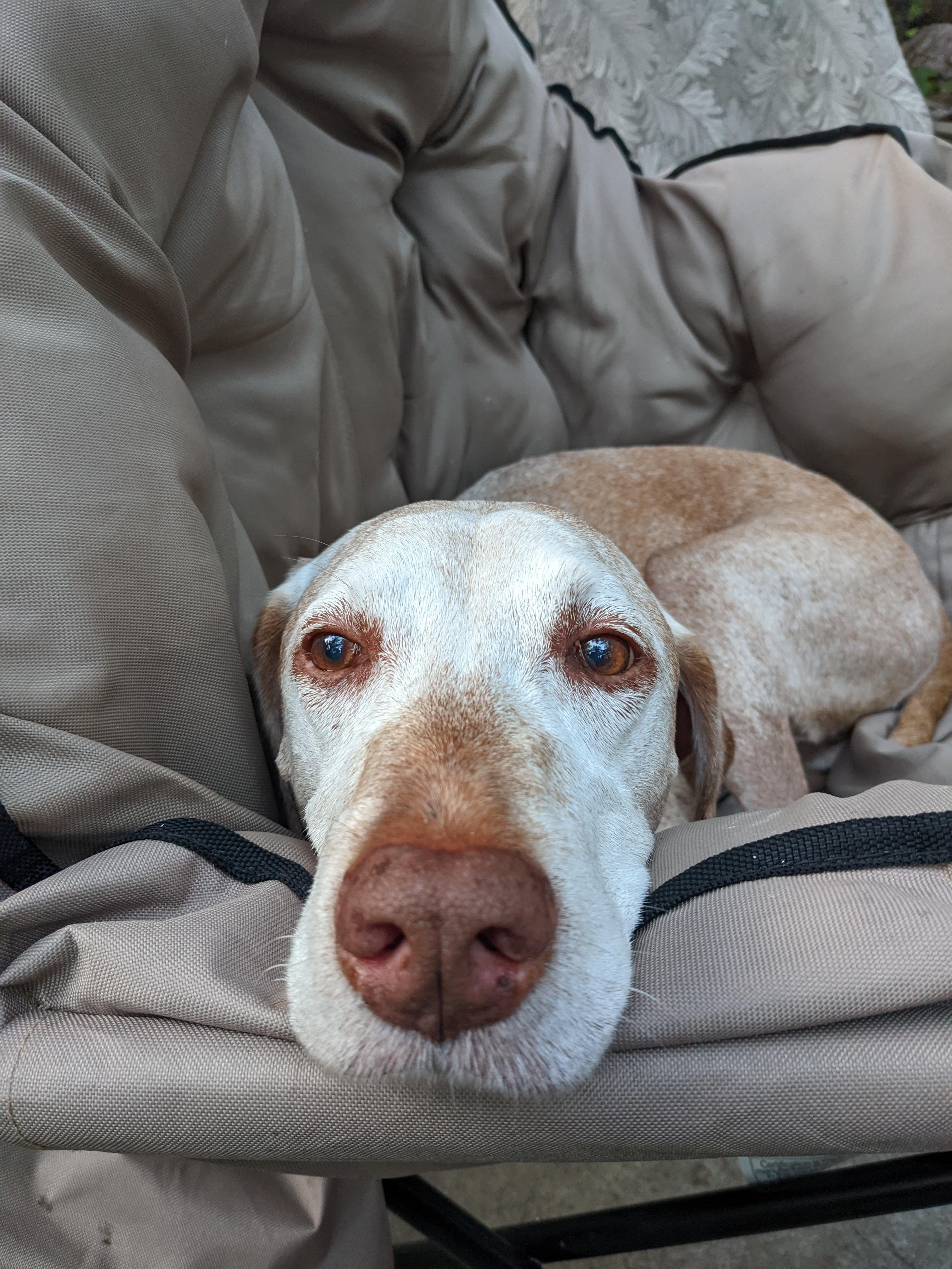 1953 best r/vizsla images on Pholder Mango has opted out of the crate today