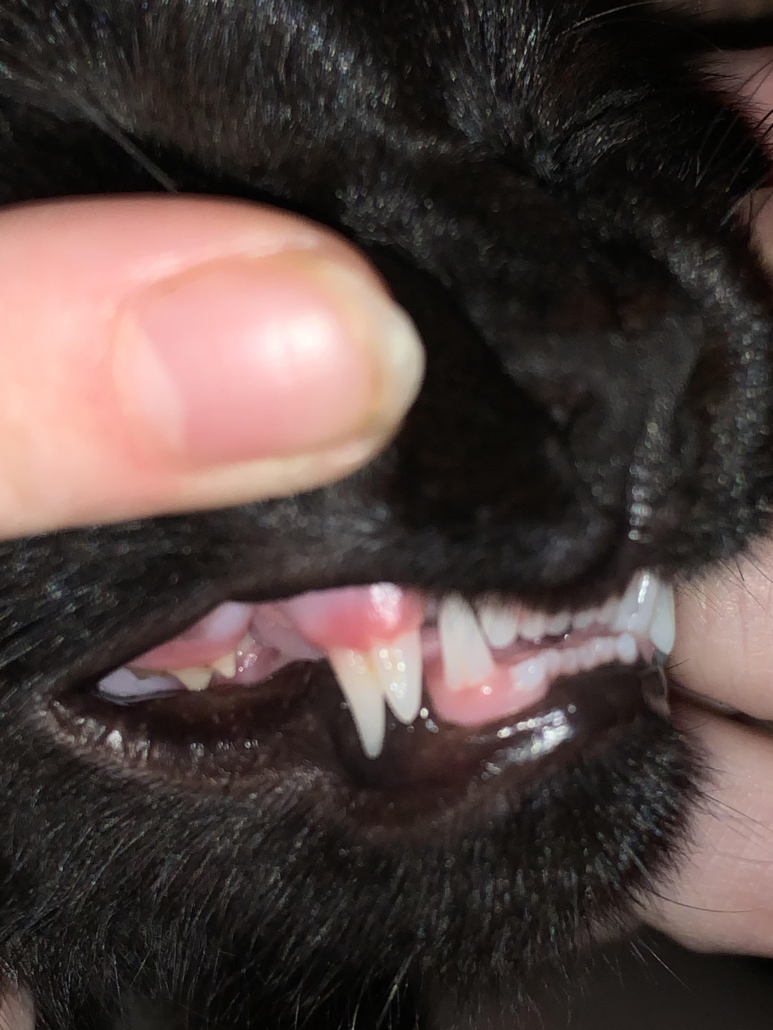 My cats adult canine teeth grew in before his baby teeth fell out. A