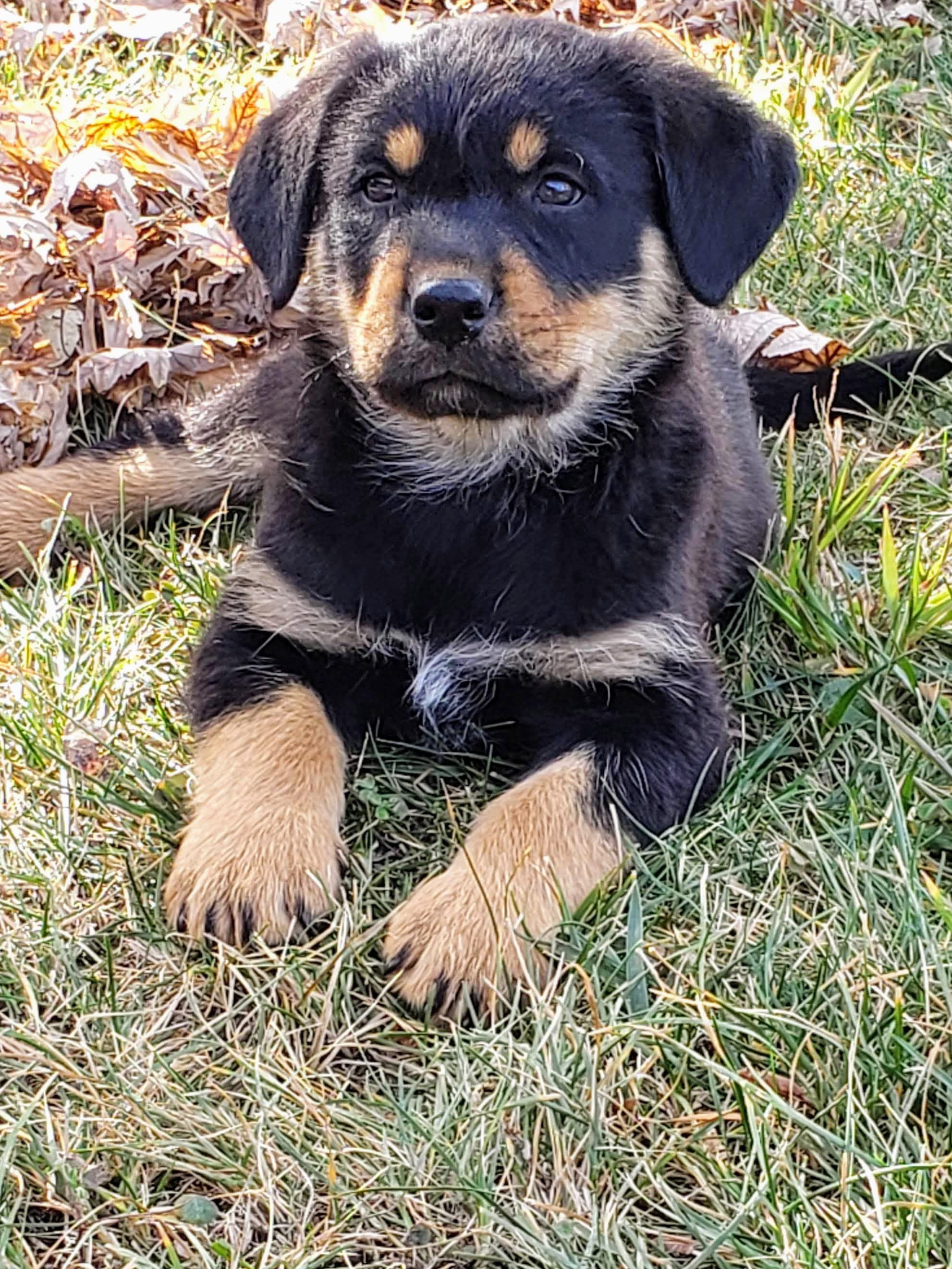 Rottweiler Golden Retriever Mix