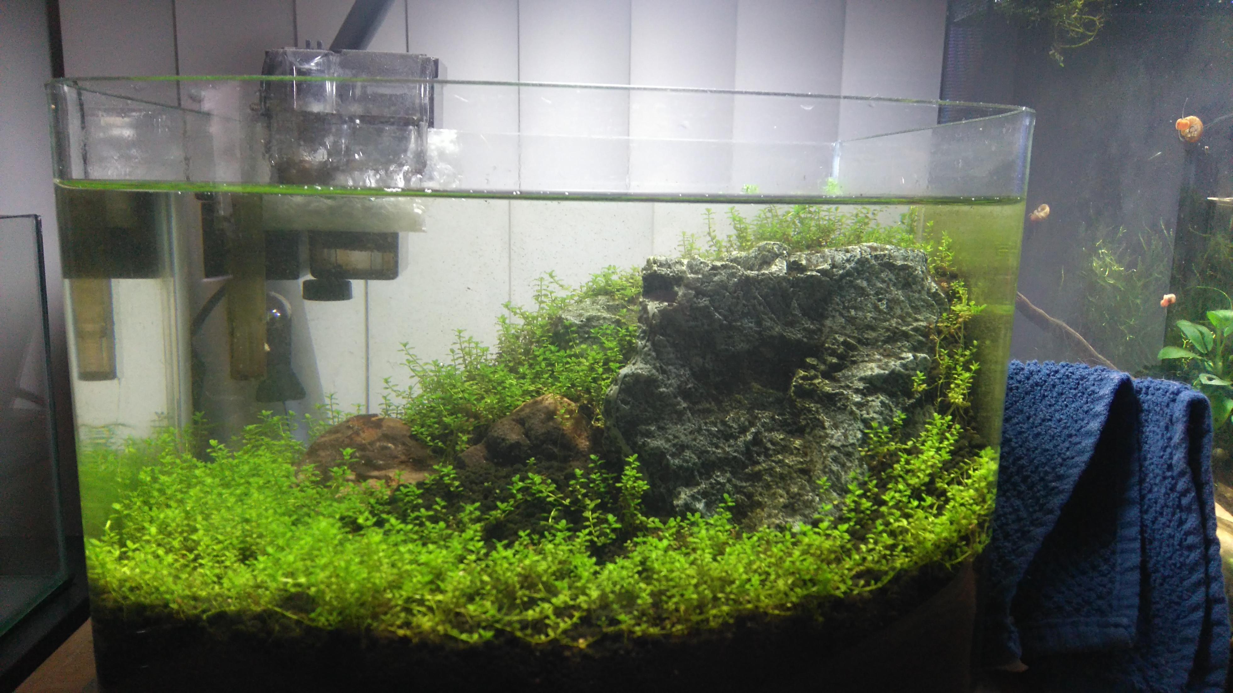 Aquarium Carpet Plants Without Co2 Carpet Vidalondon