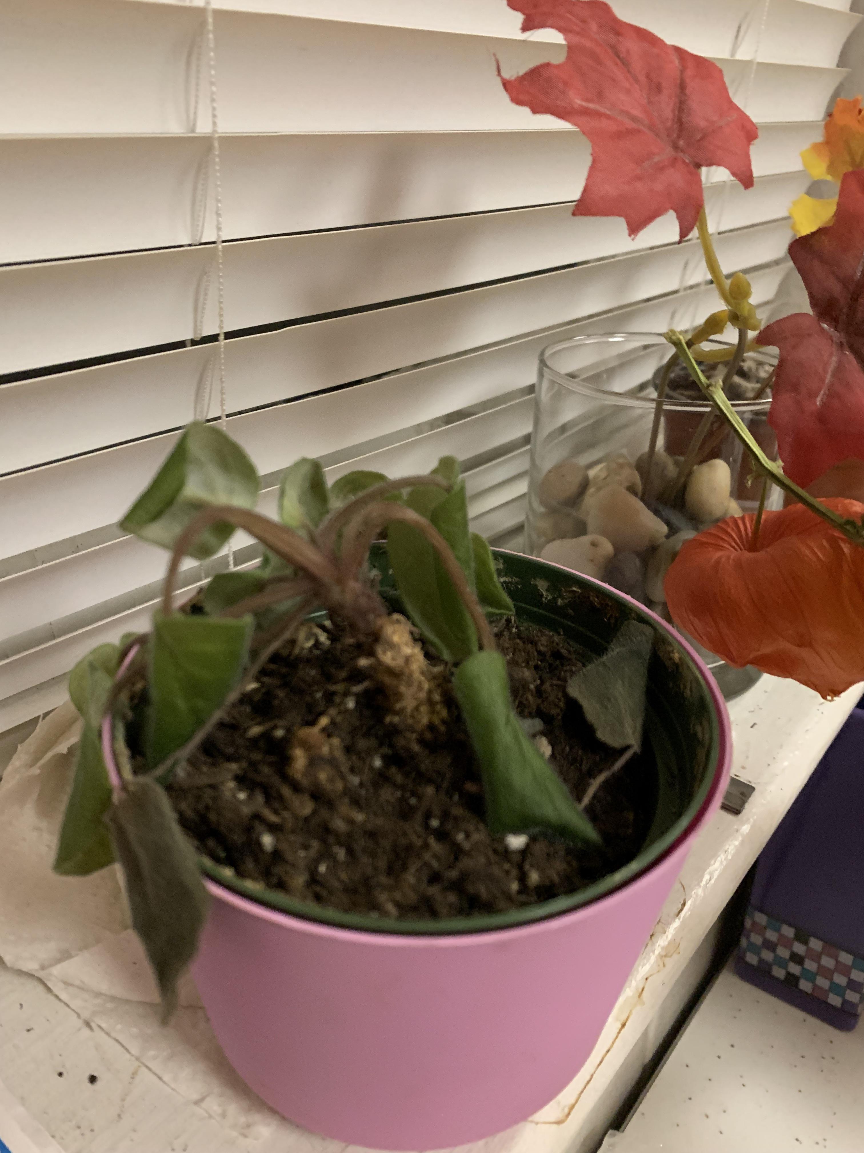 Wilting African violet help!! r/plantclinic