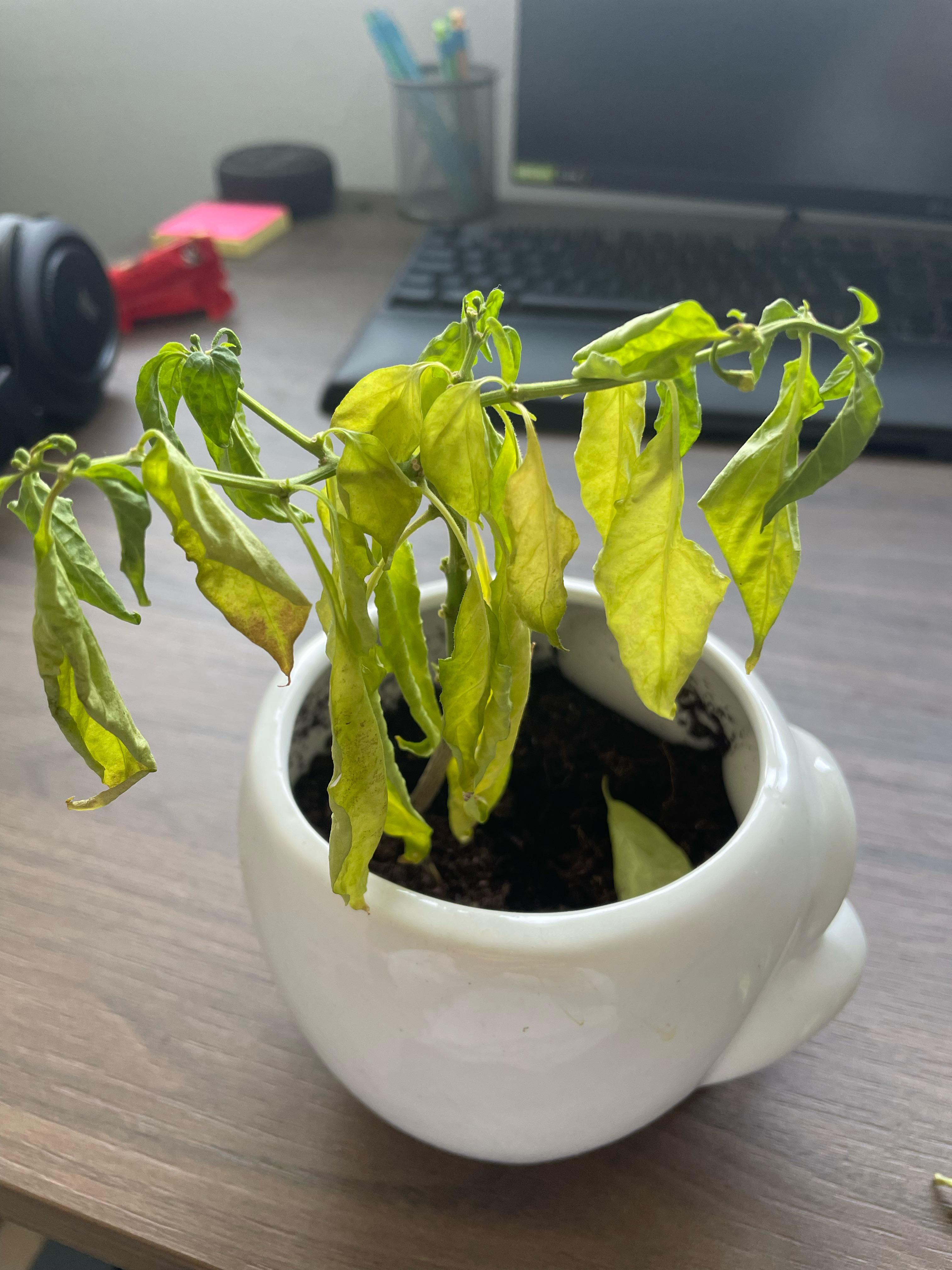 I am not sure what is wrong with my chilli plant. I thought it might be