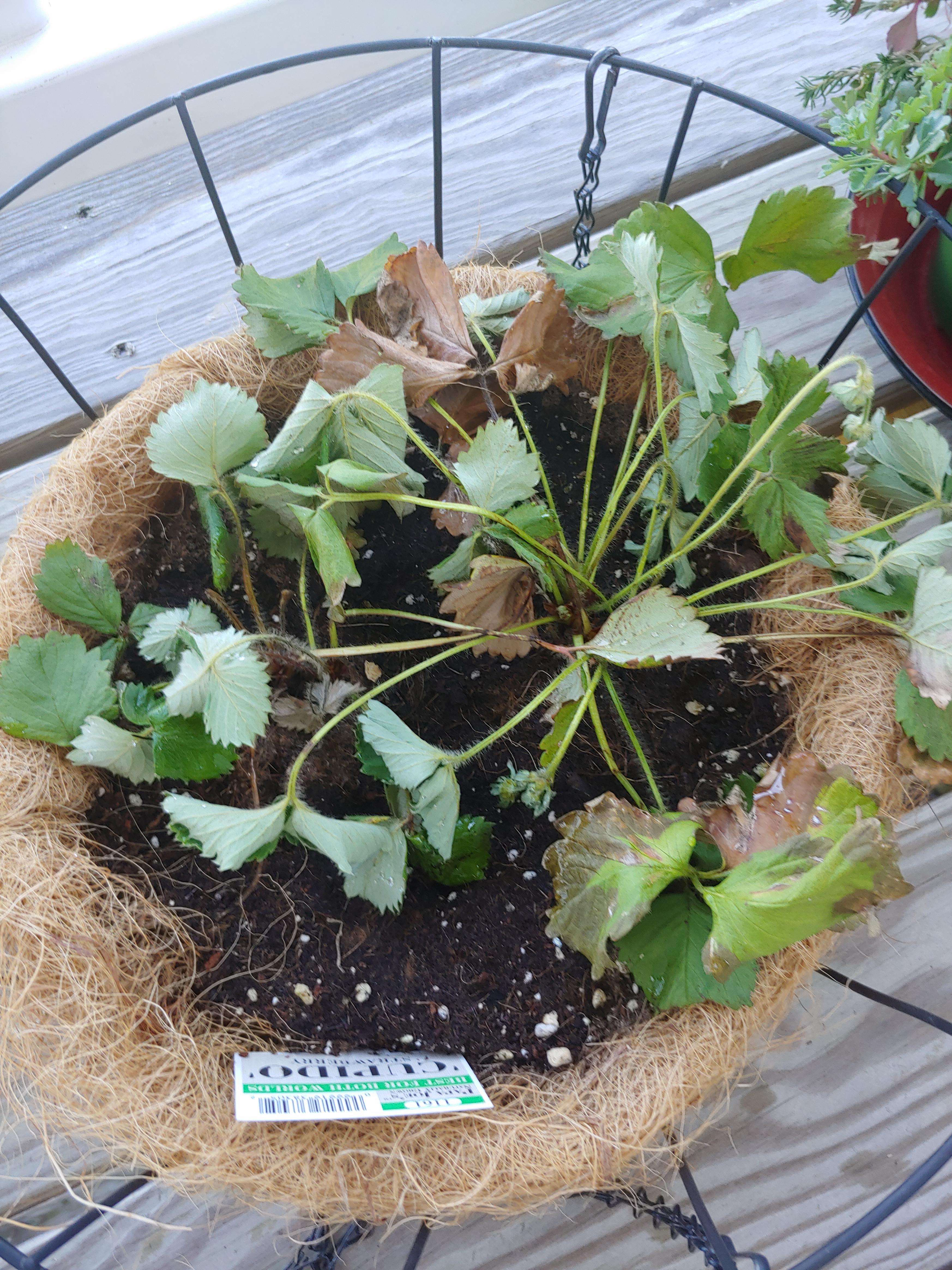 Why do my strawberries keep dying r/gardening