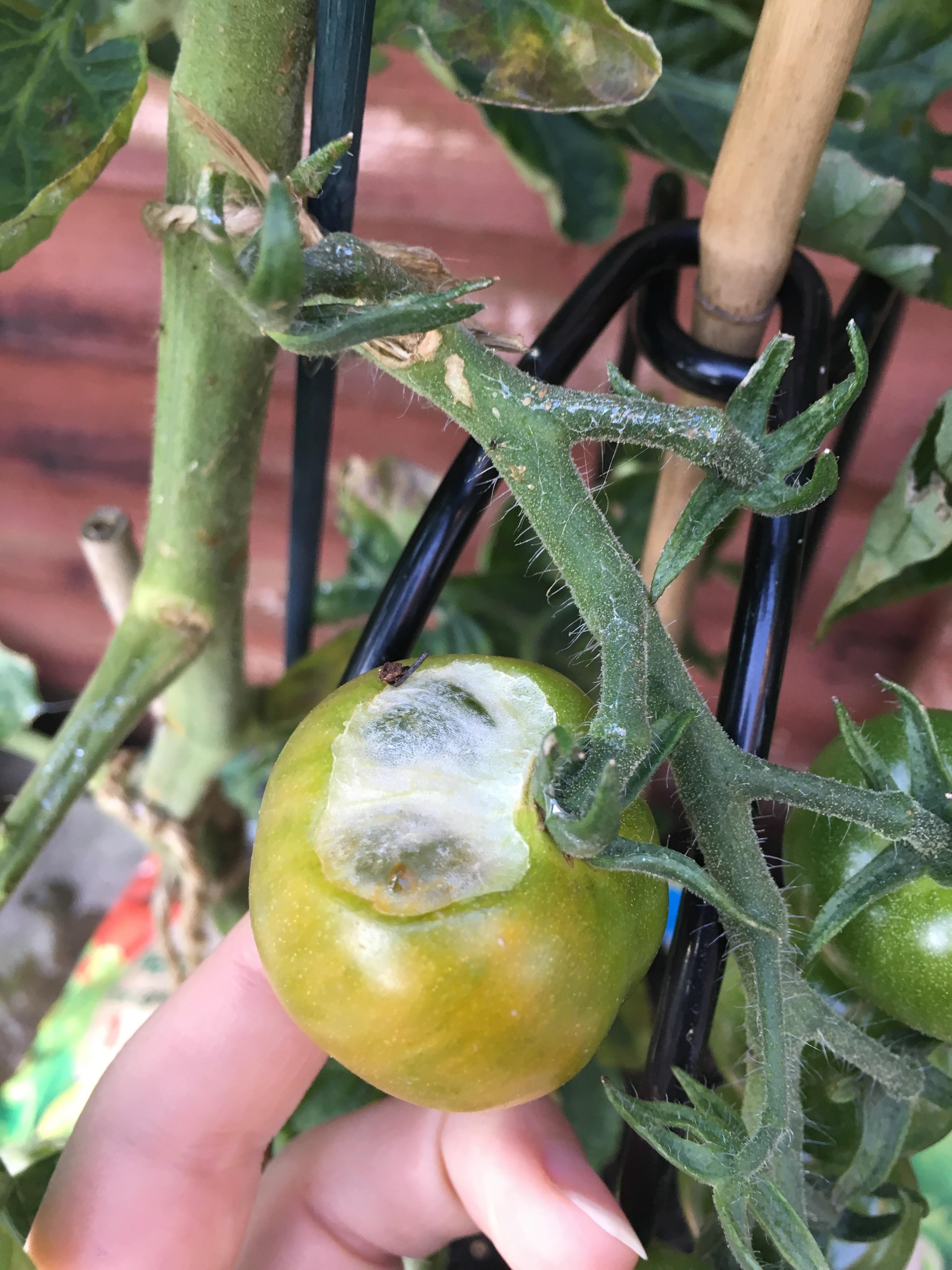Help please! Slugs and/or woodlice are eating my tomatoes! What's an