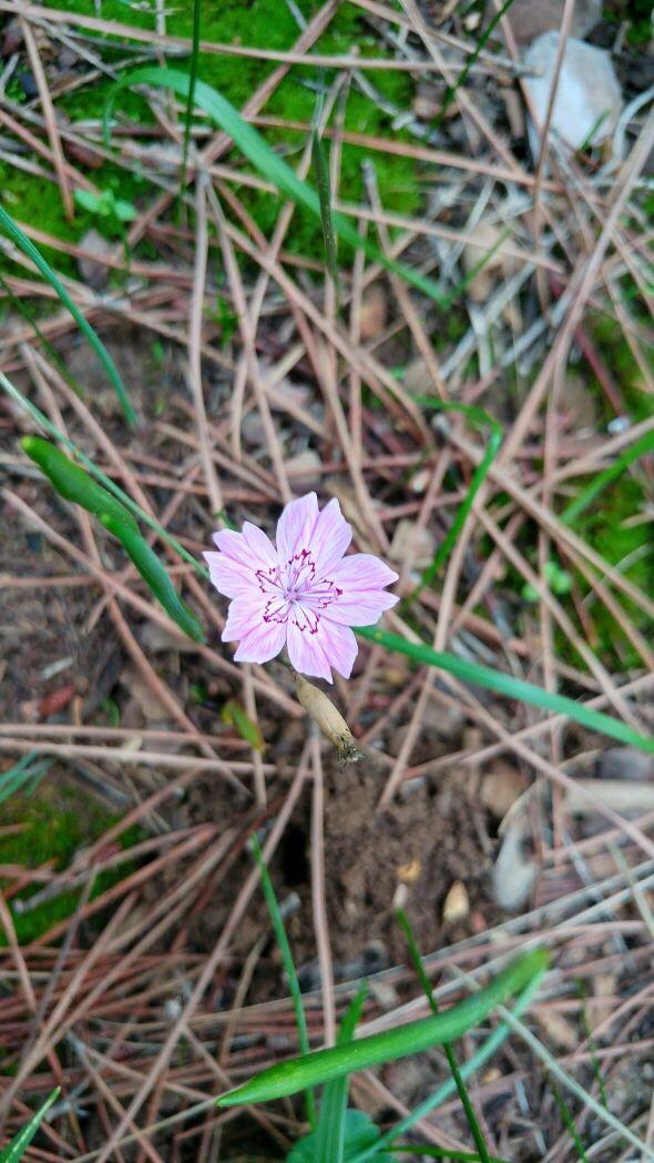 This little flower in Lebanon r/whatsthisplant