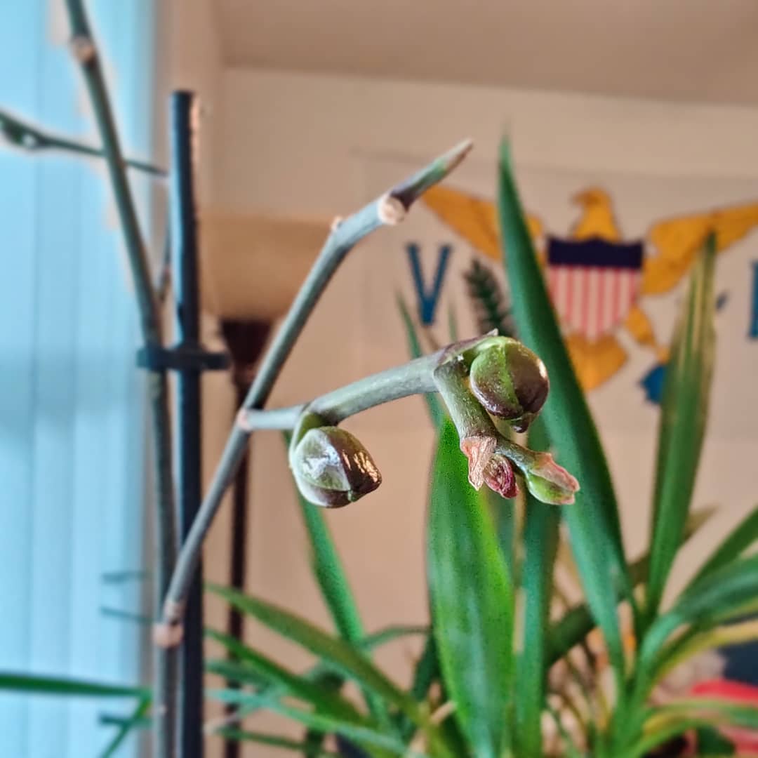 Woke up to buds on my orchid. This will be my first rebloom! r/plants