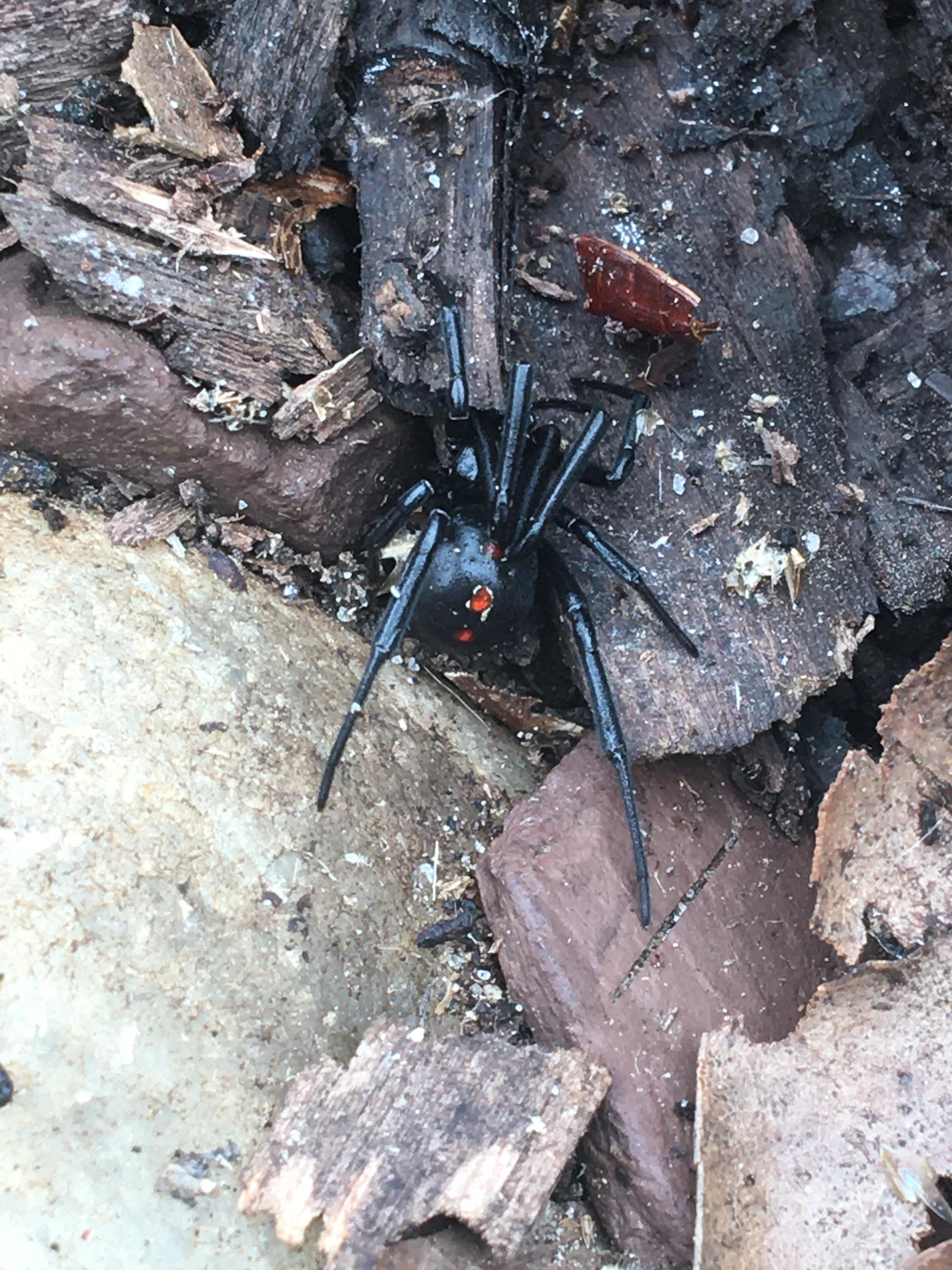 Is this a black widow? From central Jersey near Fort Dix… r/spiders