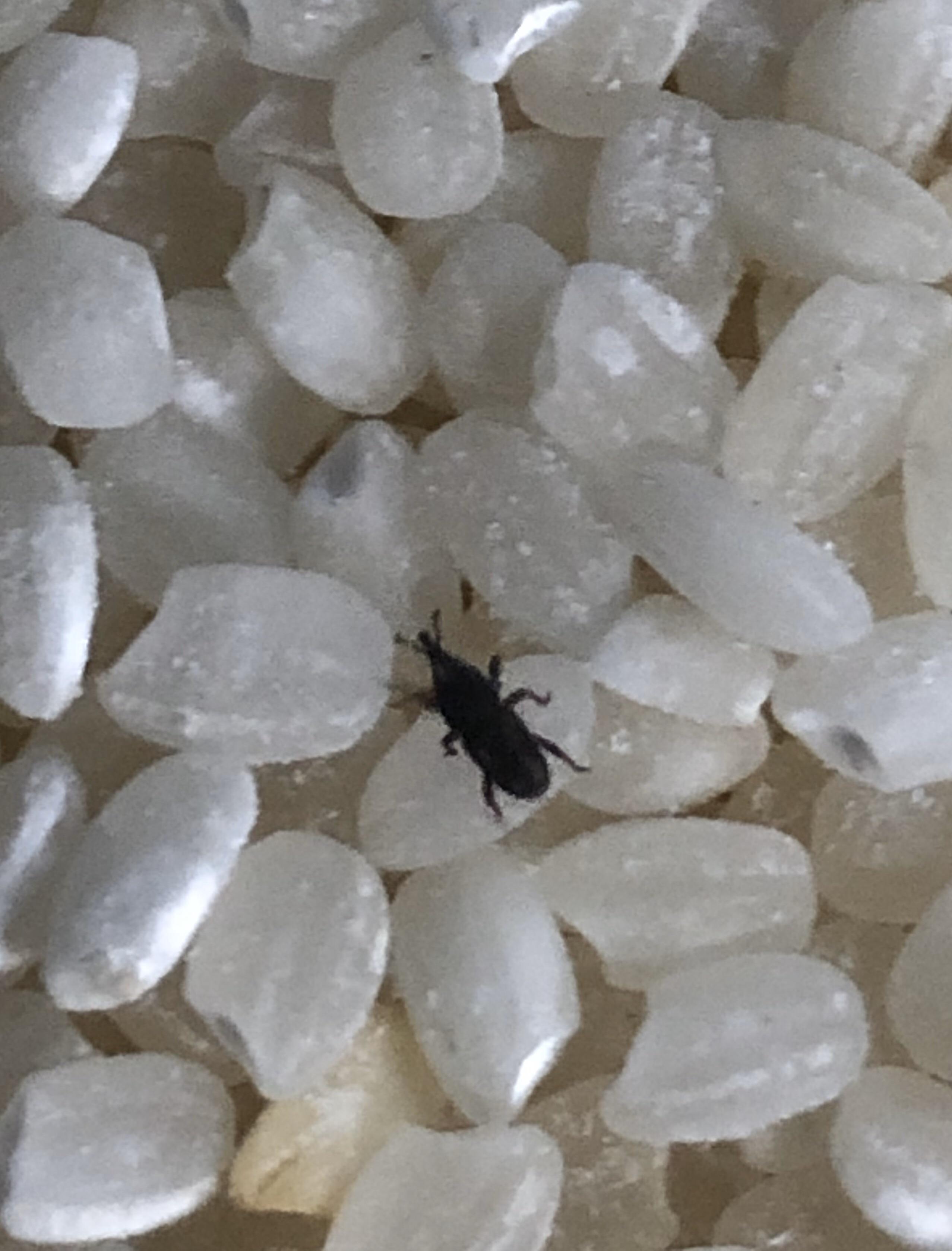 What is this bug? It swarmed my rice grains with red ants and I had