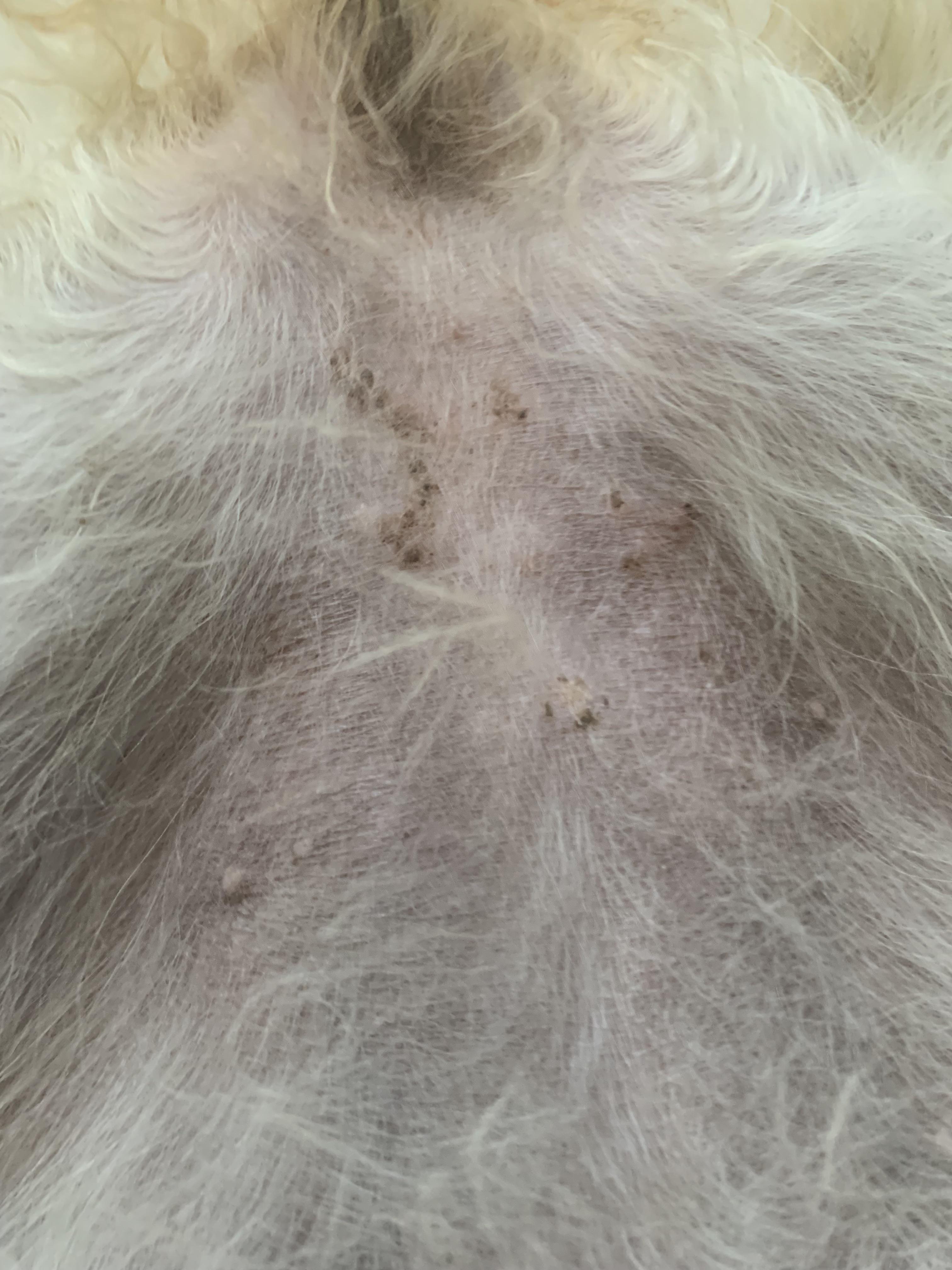 Can anyone tell me what these little scabs on my puppies belly are? r/vet