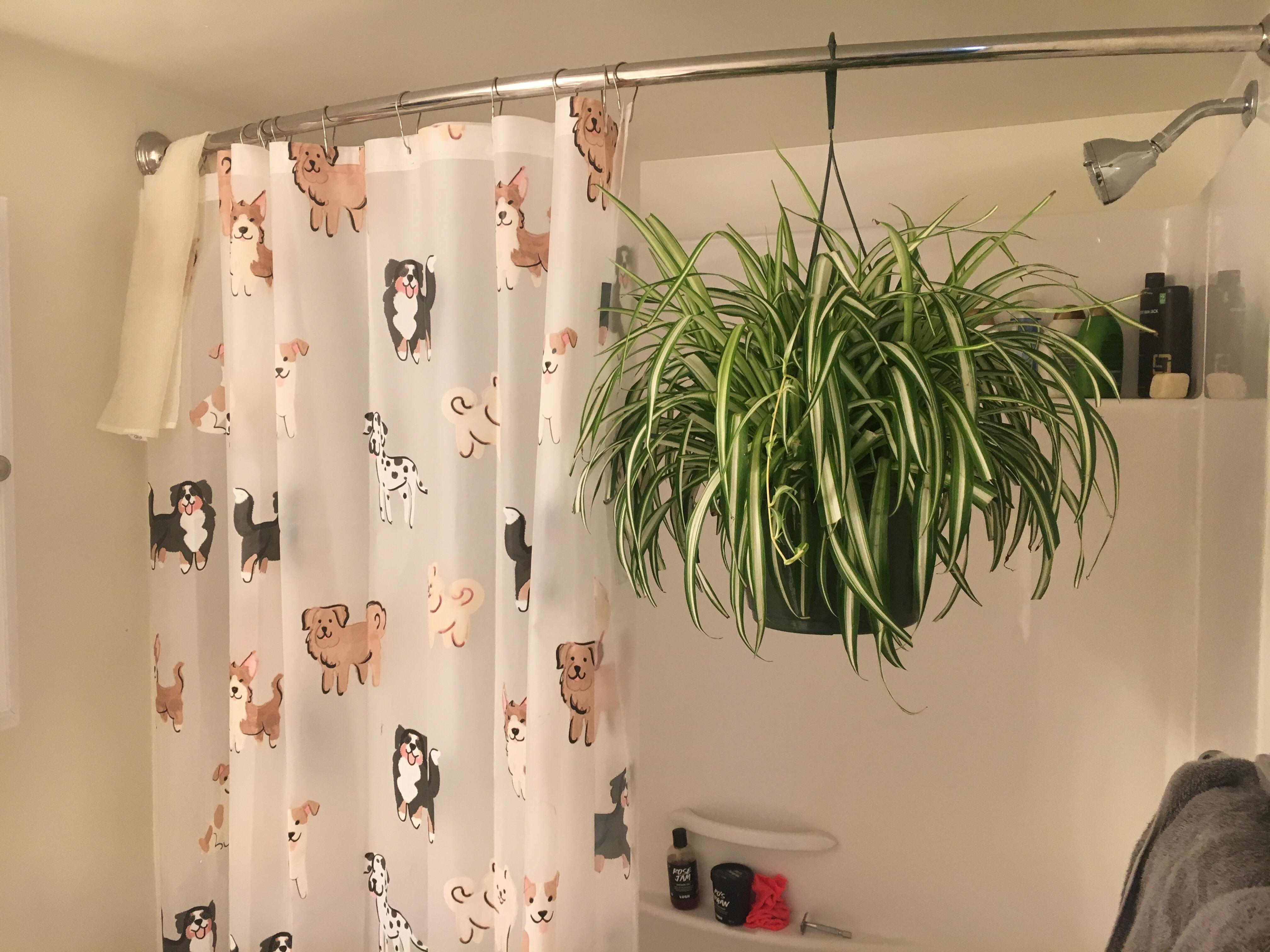 Shower buddy ) r/houseplants