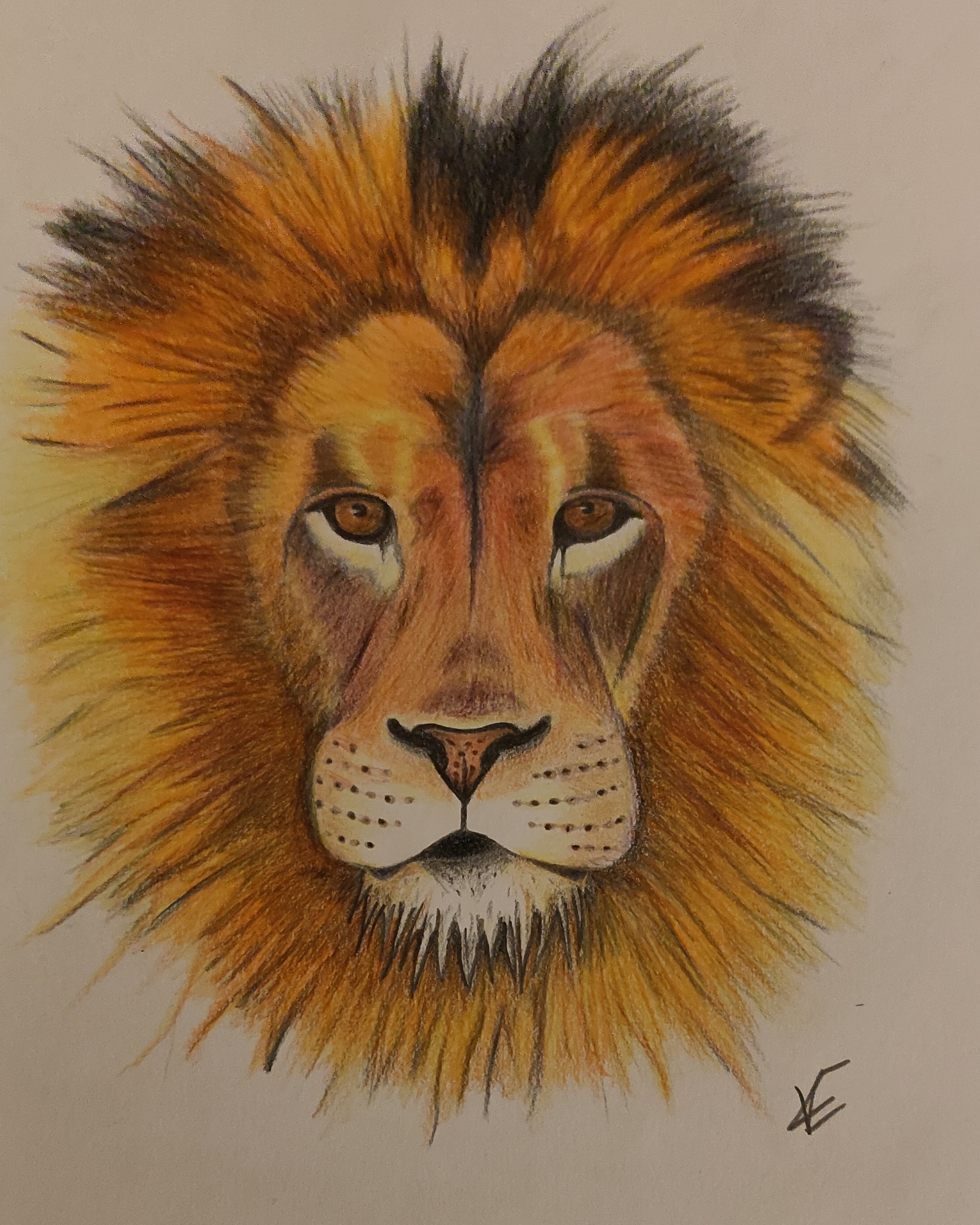 Lion Colored Pencil Drawing