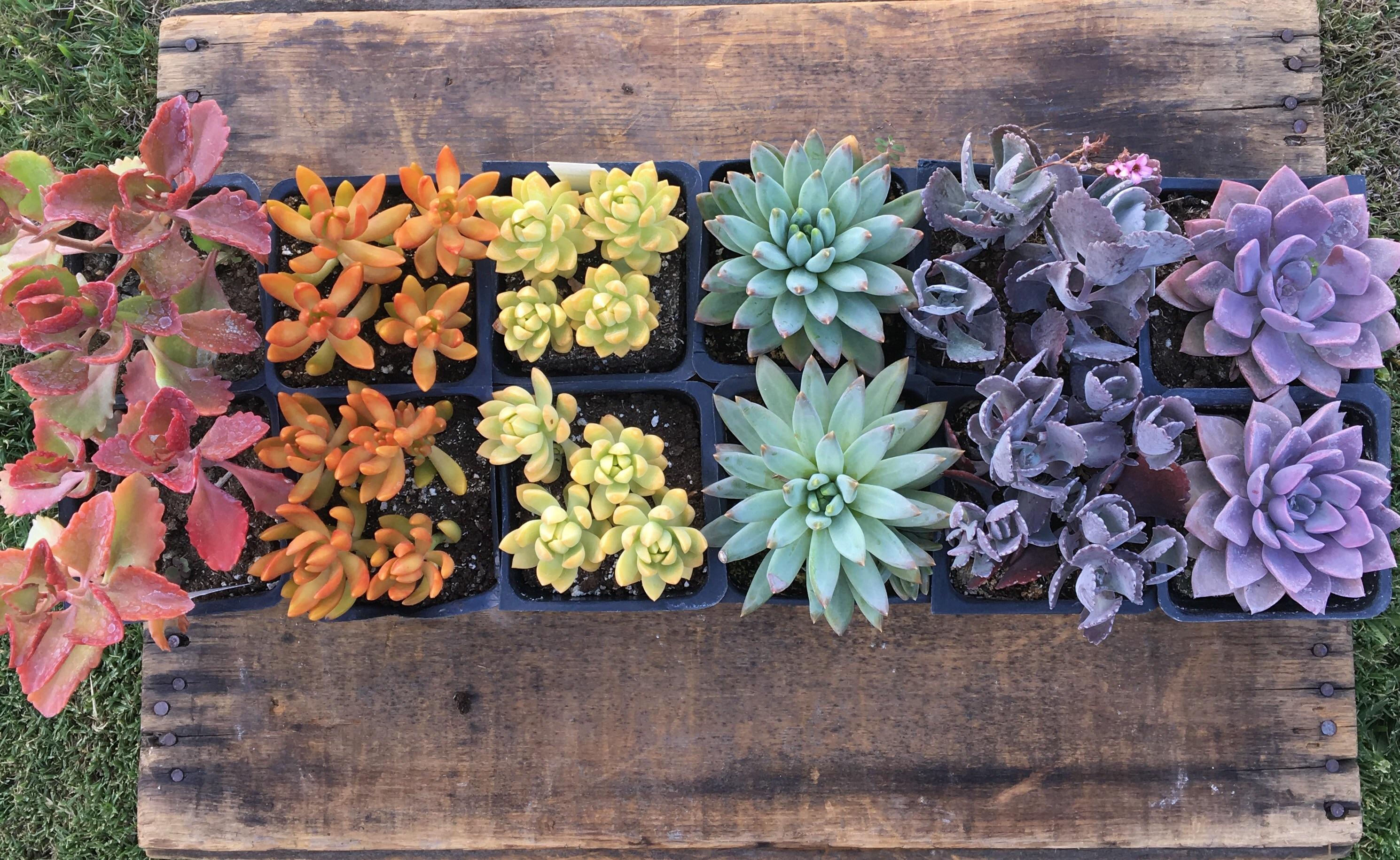 Went to the nursery and got me a succulent 🌈 r/succulents